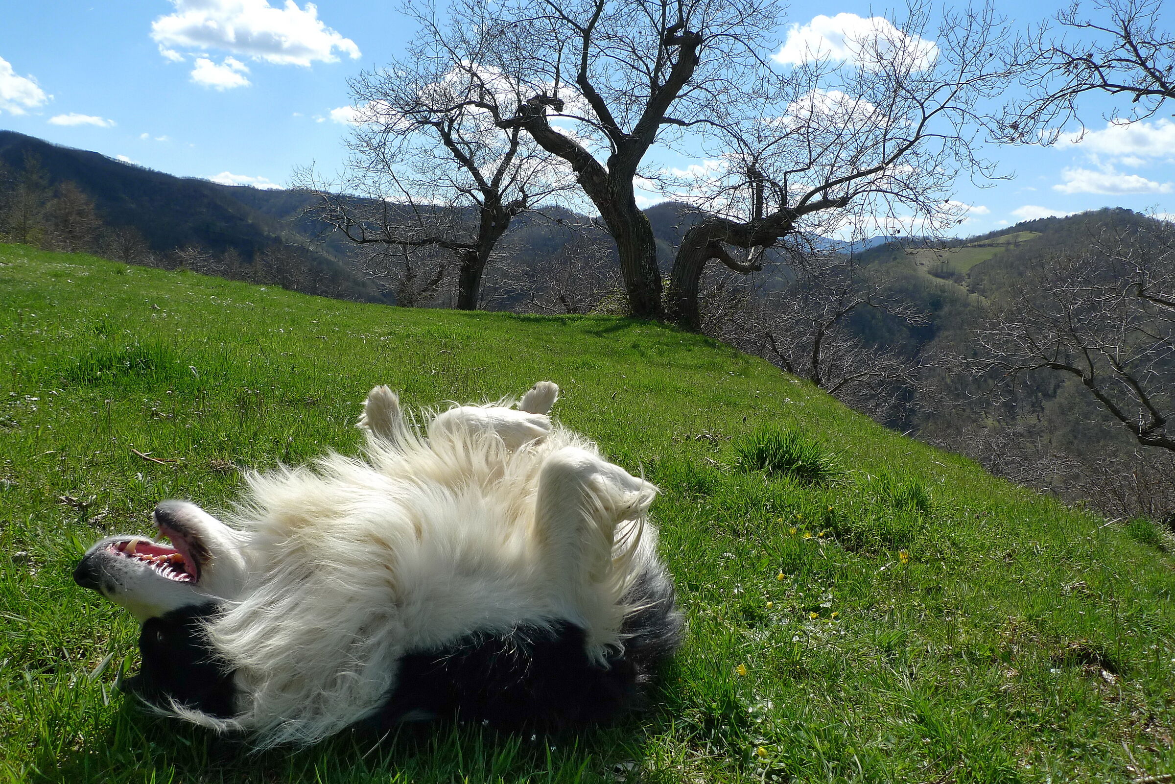 he burst out laughing...