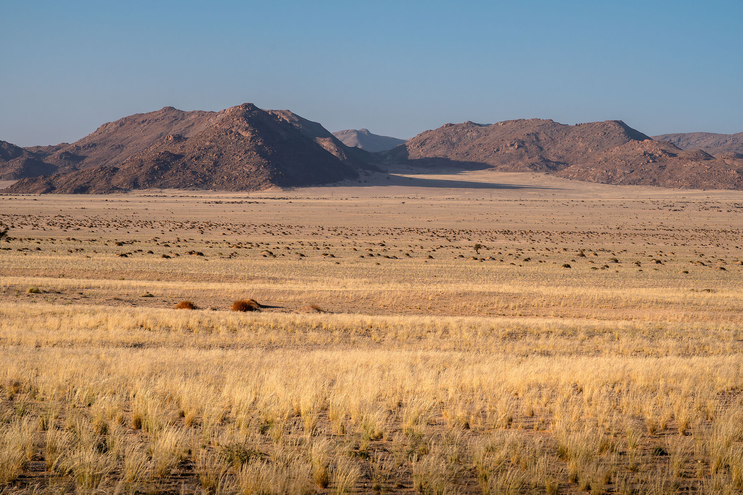 Namib Spring