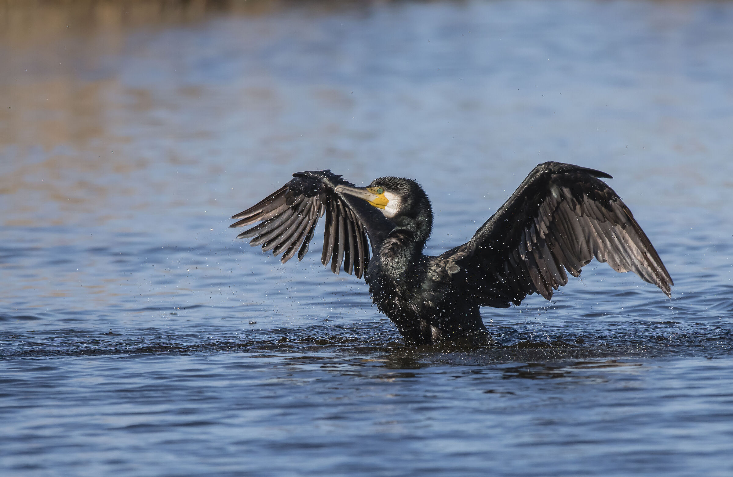 The cormorant bath