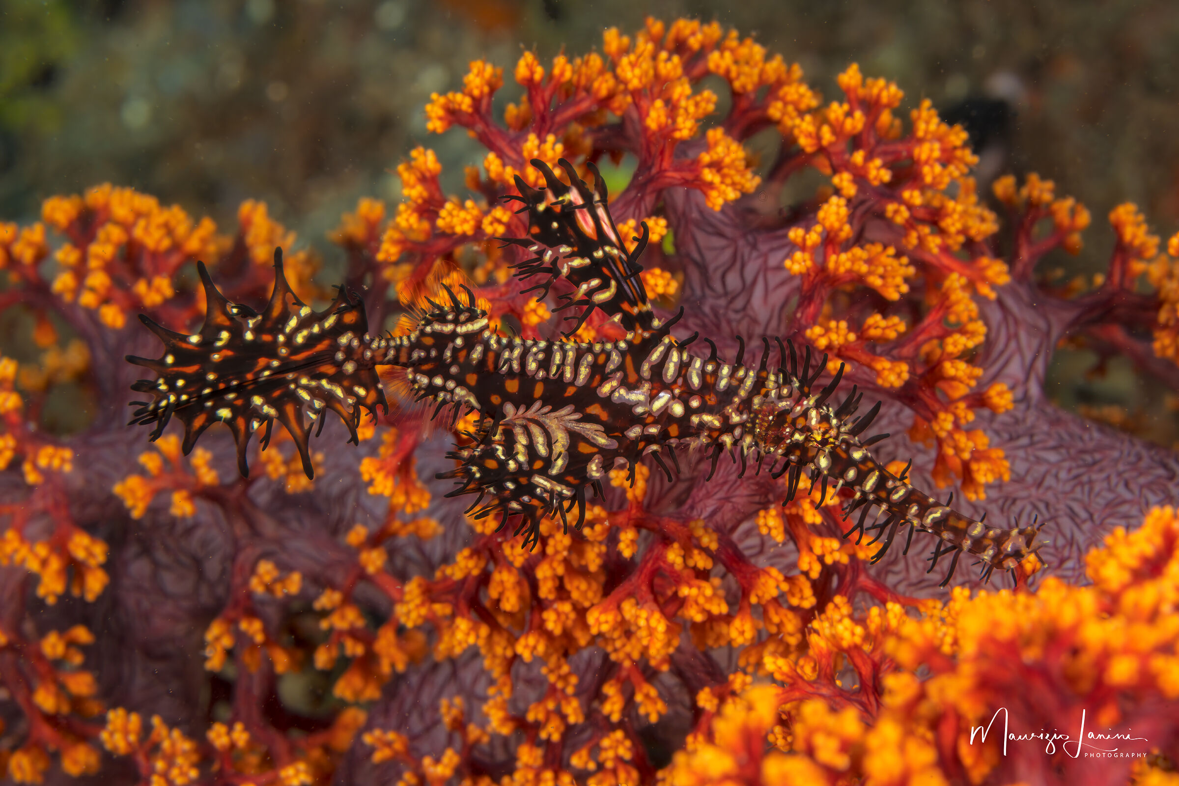 Harlequin ghost pipefish