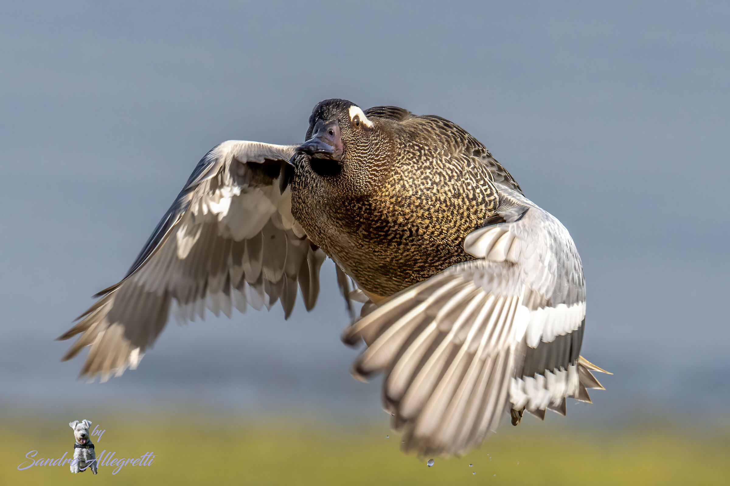 La marzaiola (Spatula querquedula)