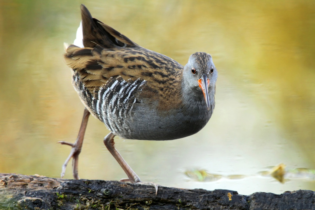 Water Rail