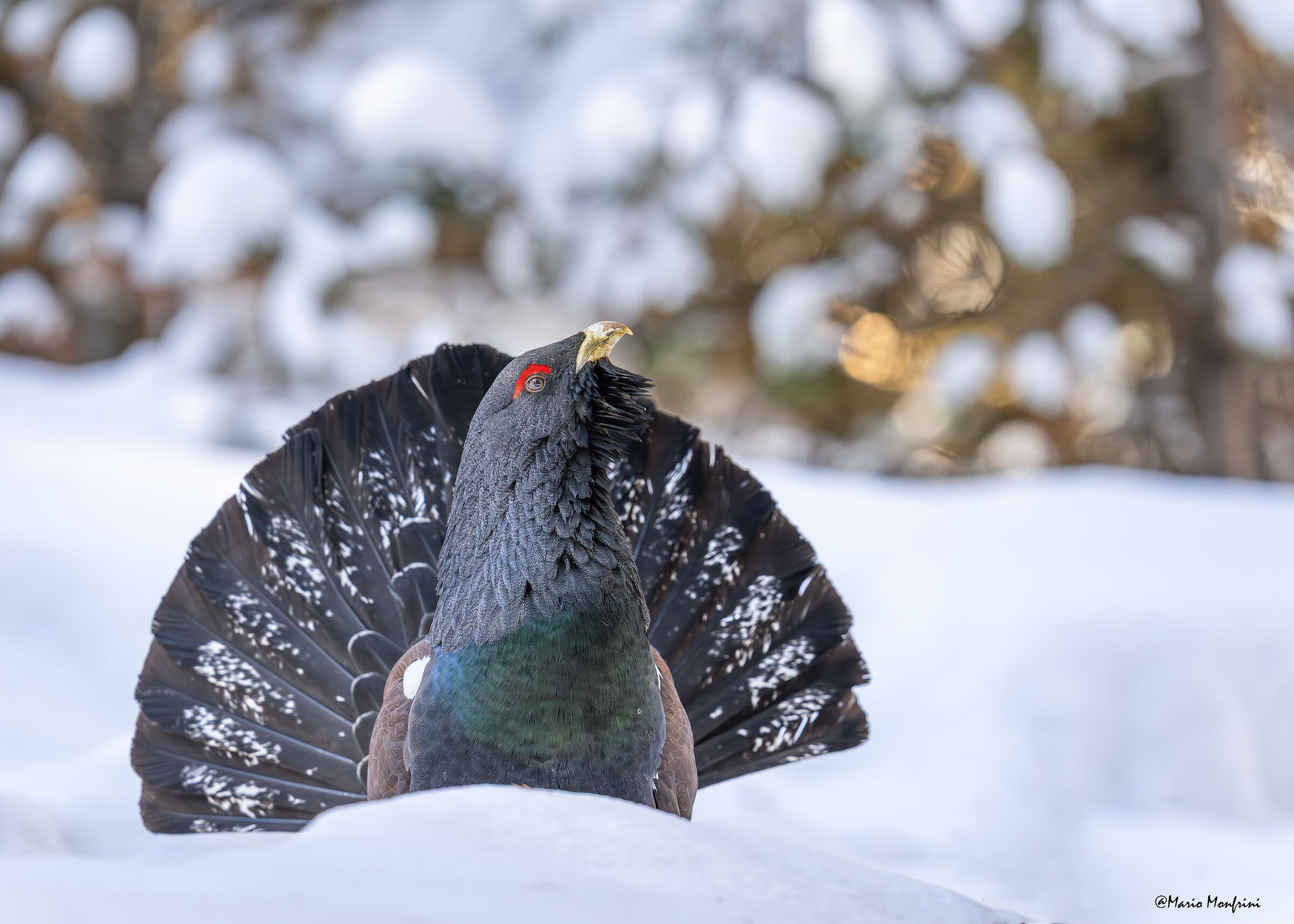 Il guardiano del bosco