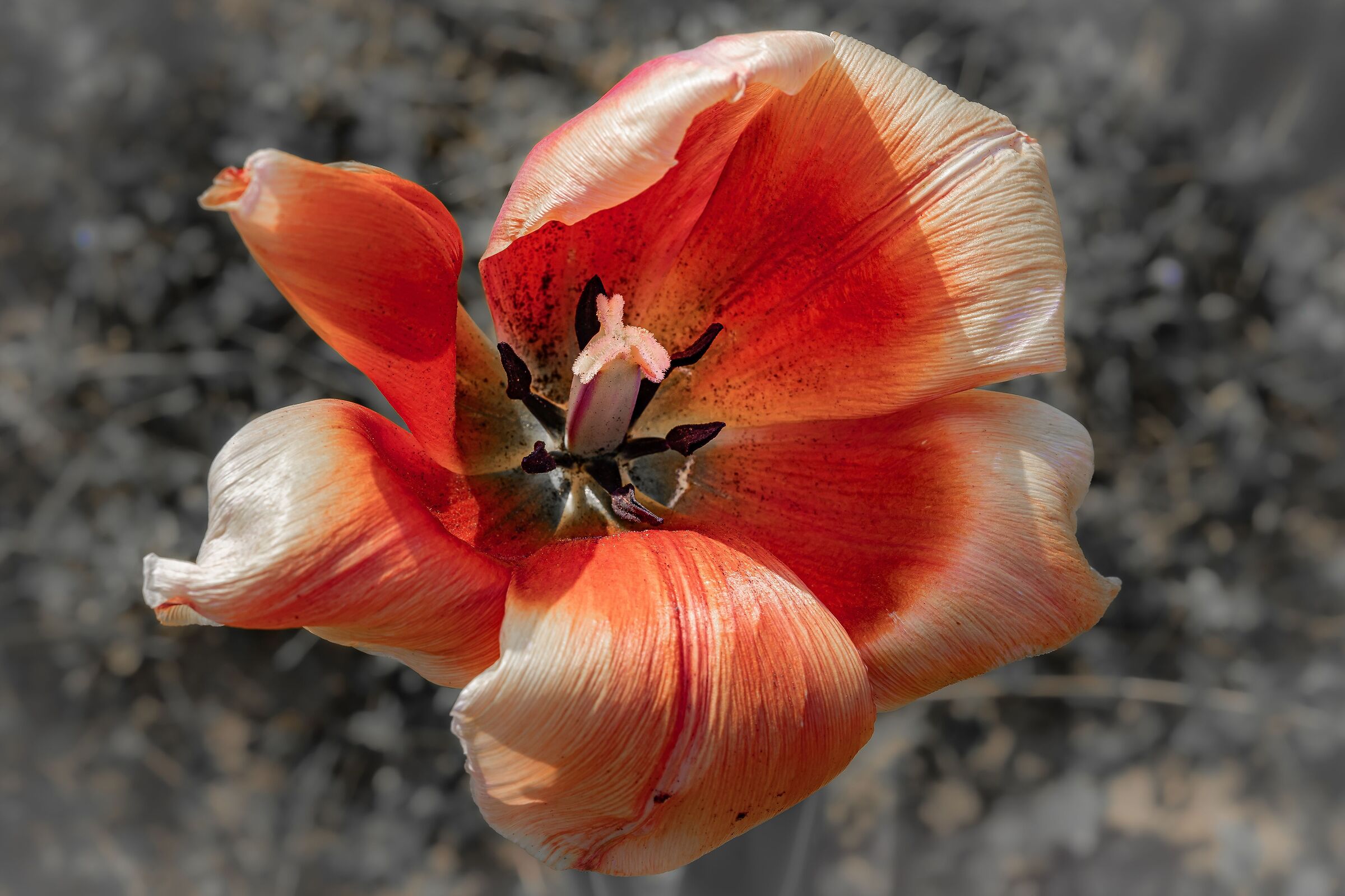 Ancora tulipani 3