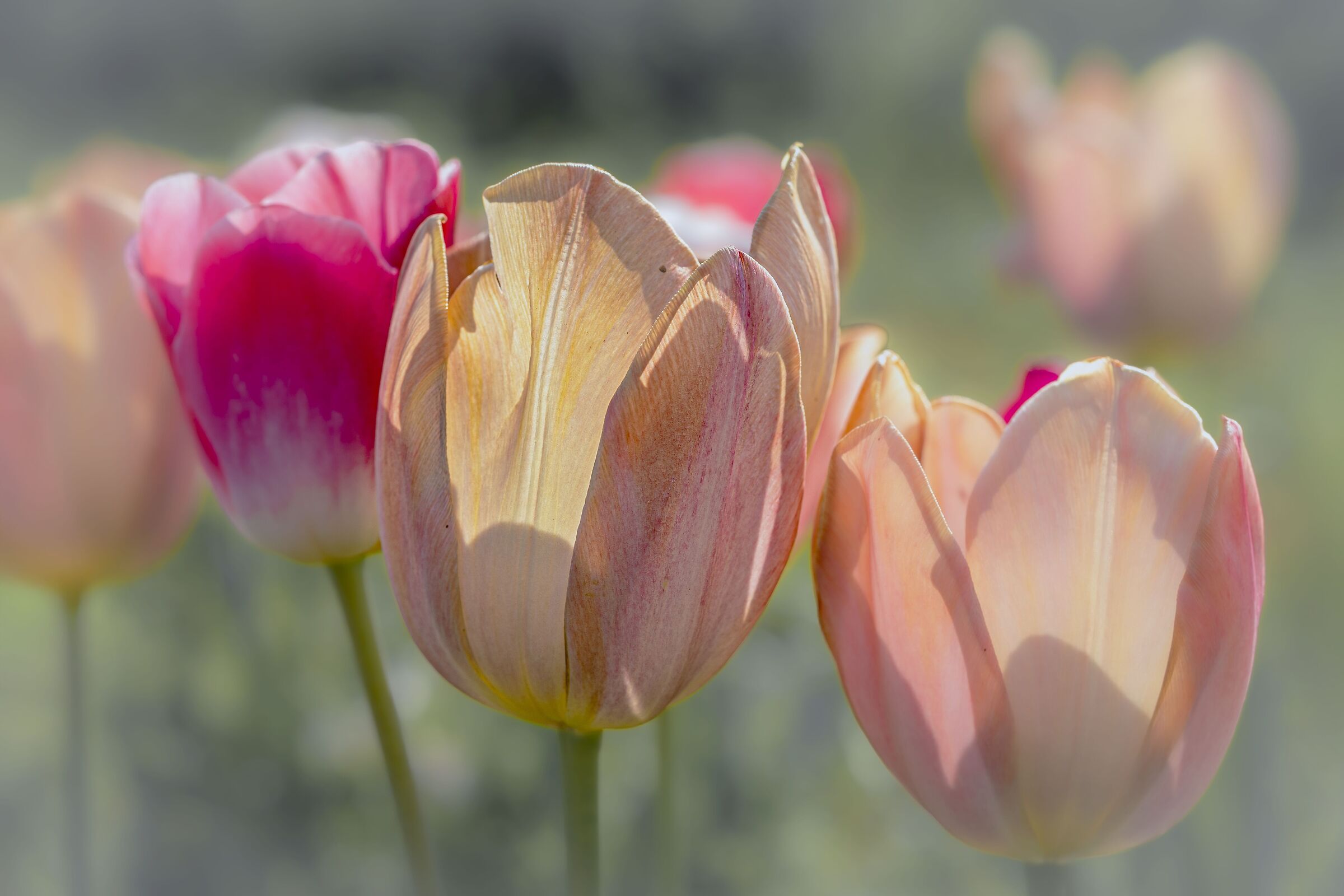 Ancora tulipani 2