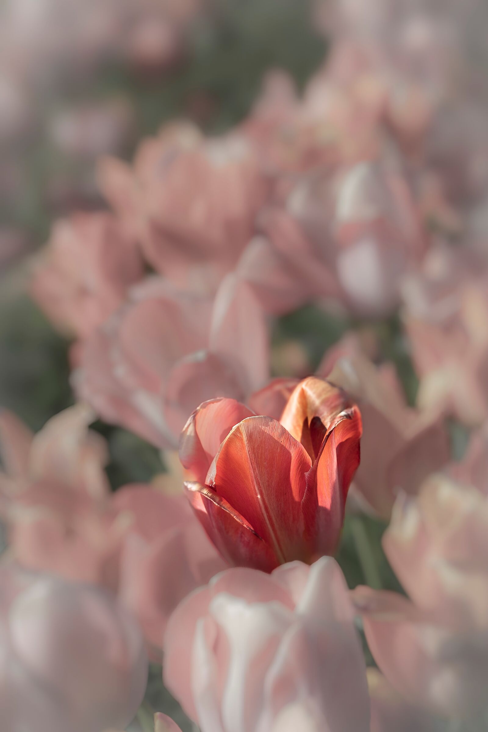 Ancora tulipani 1