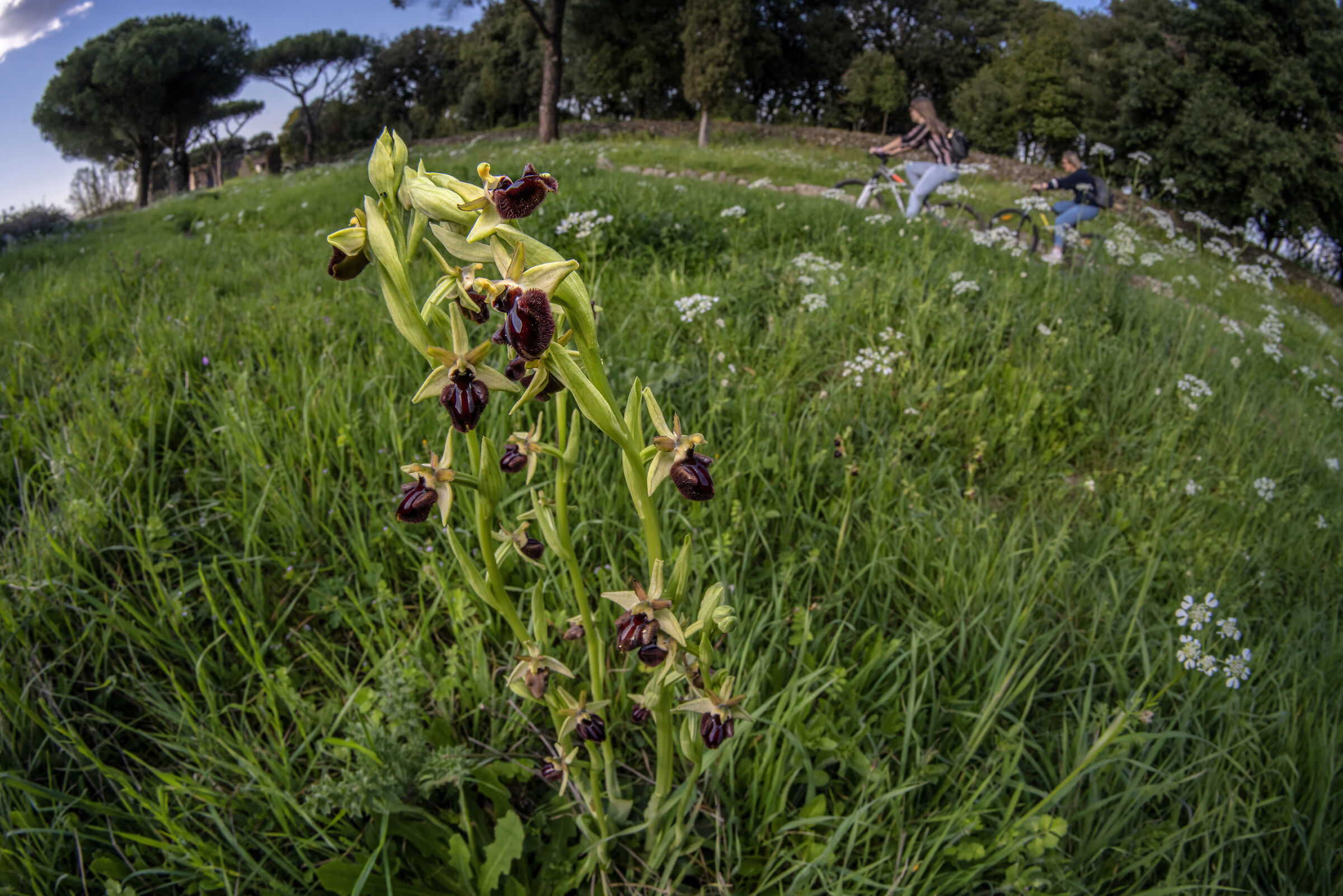 Ophrys sphegodes