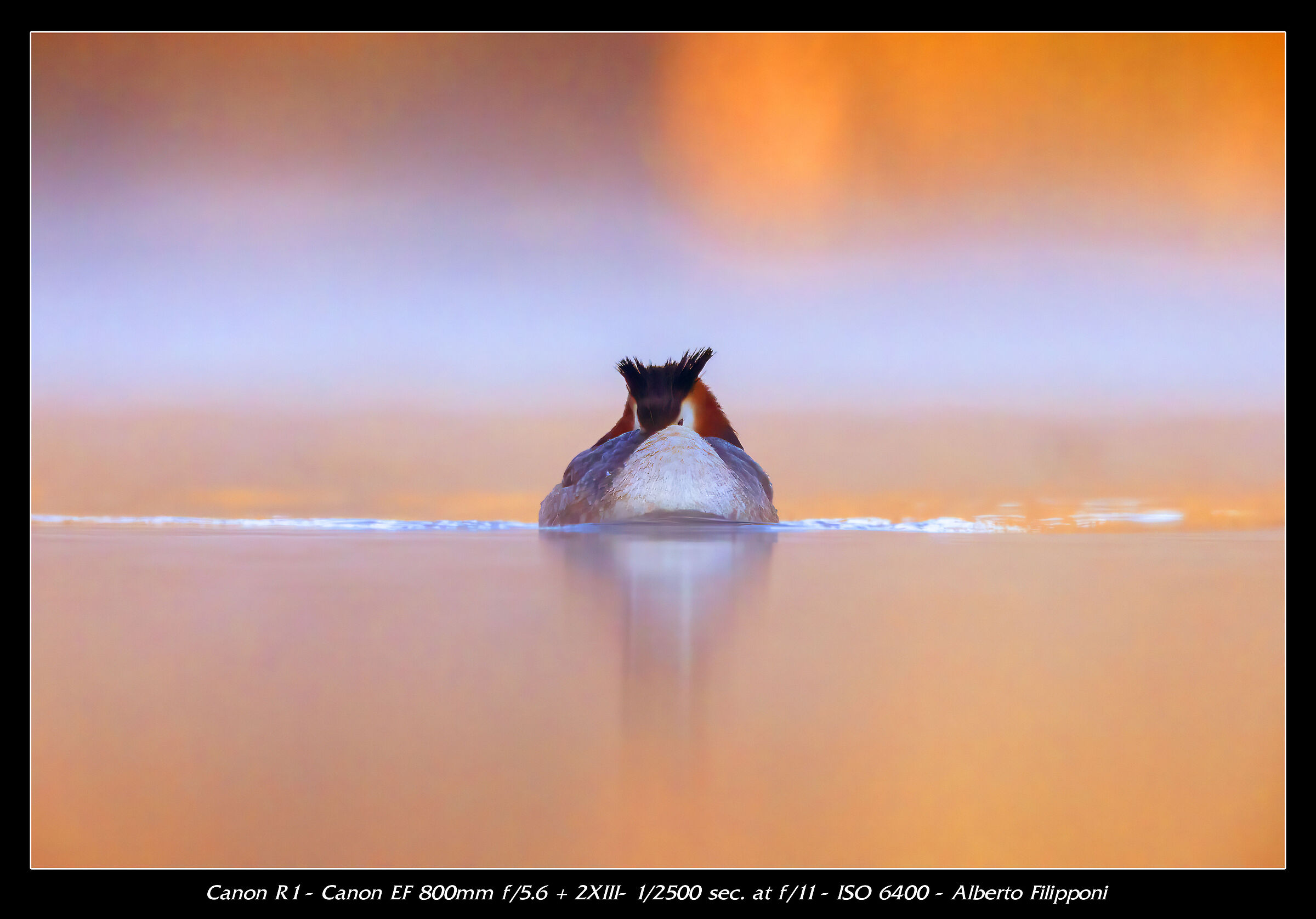 Grebe in the first light
