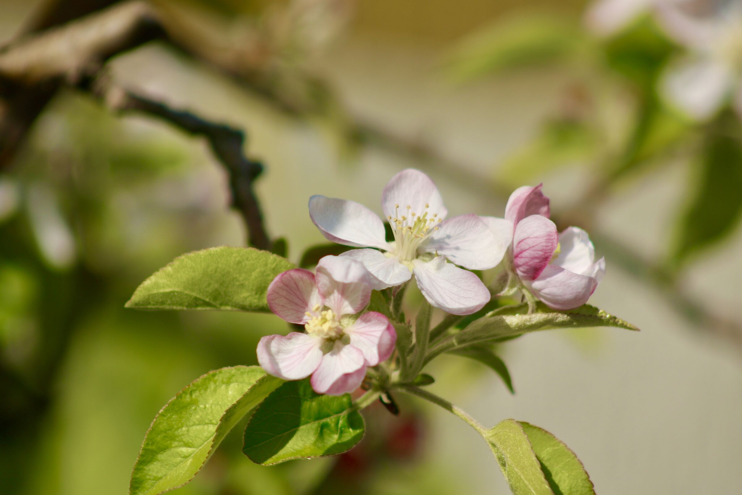 fiori