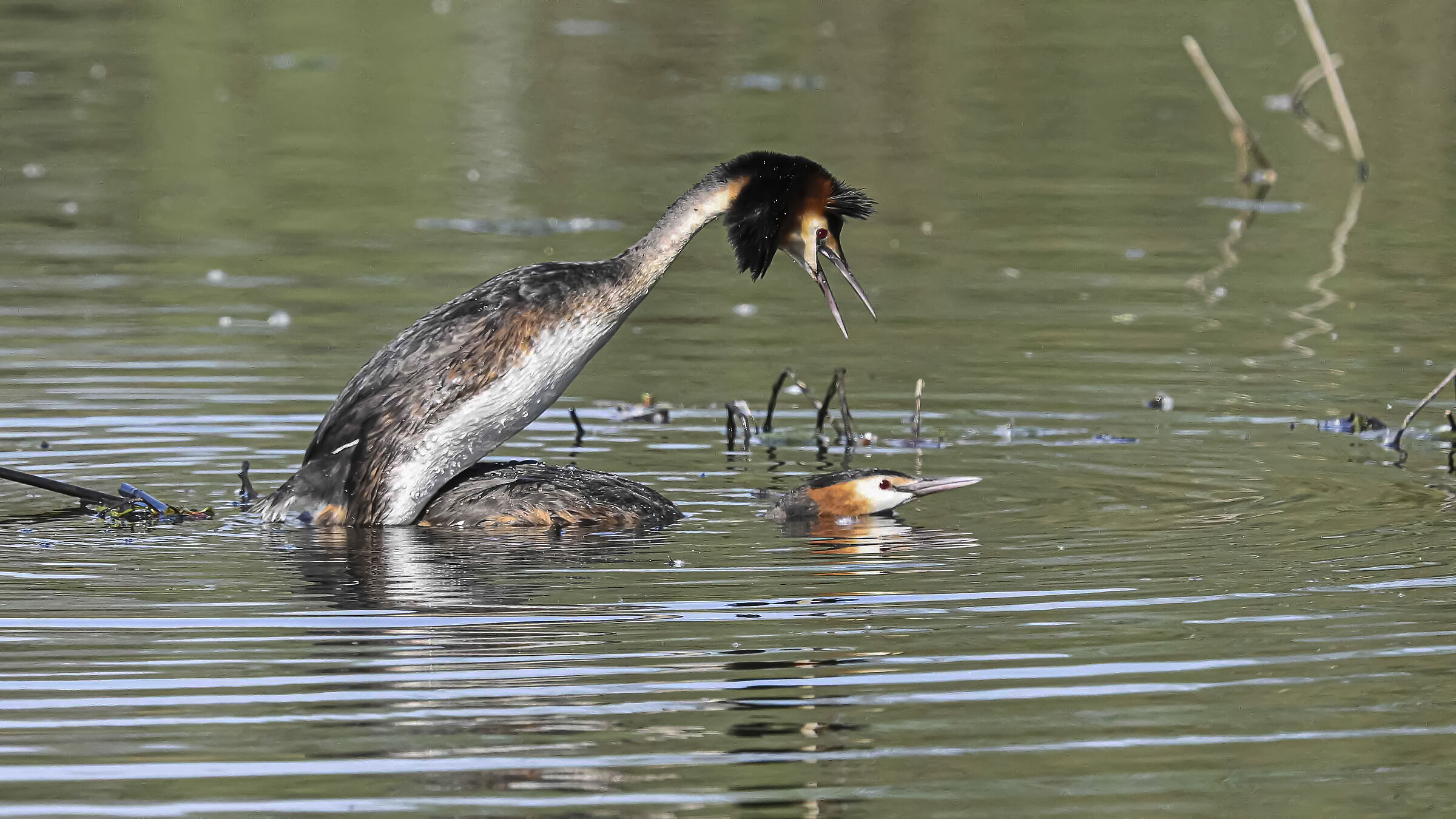 Mating Grebes First approach