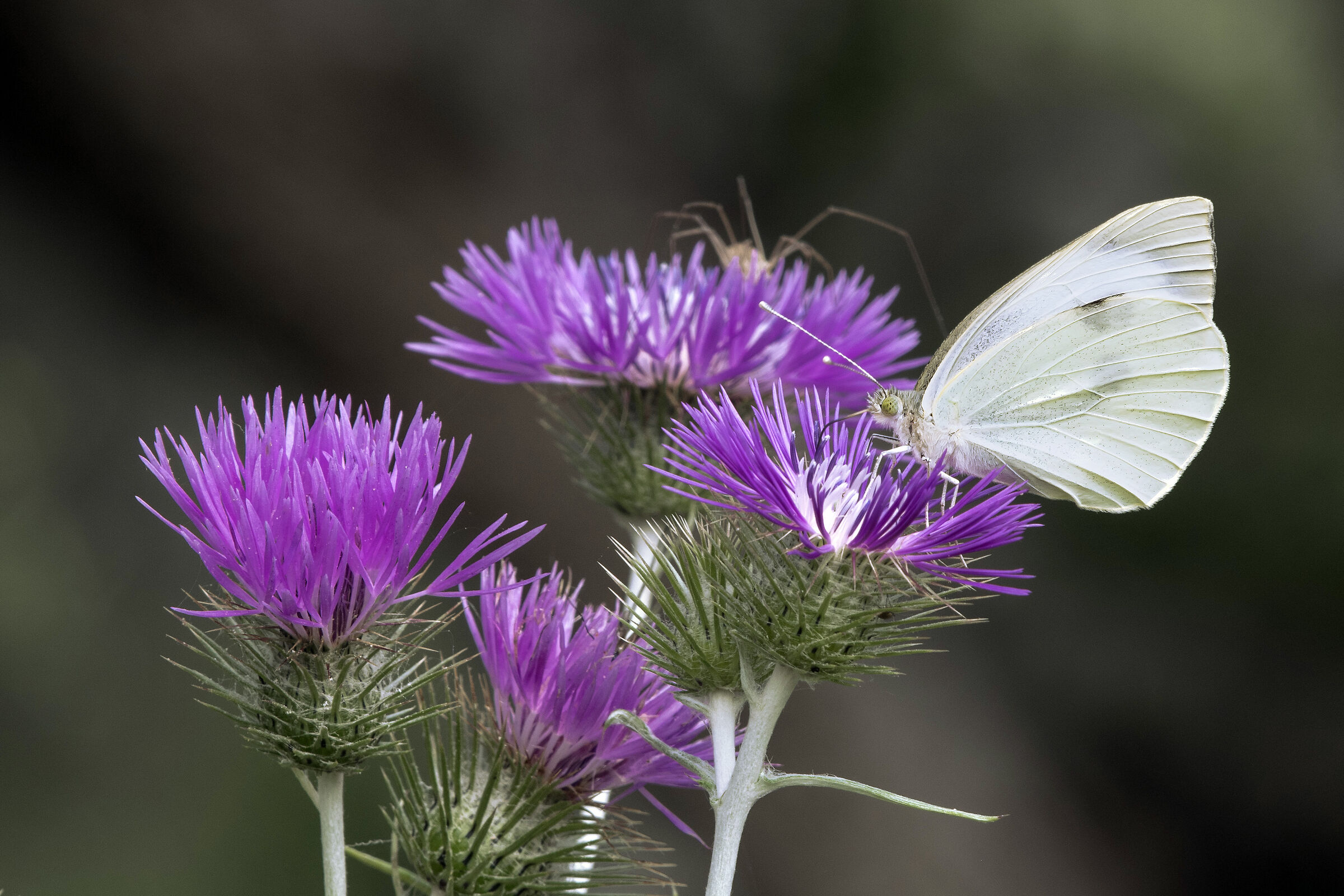 Greater cabbage - Pieris brassicae (Linnaeus, 1758)