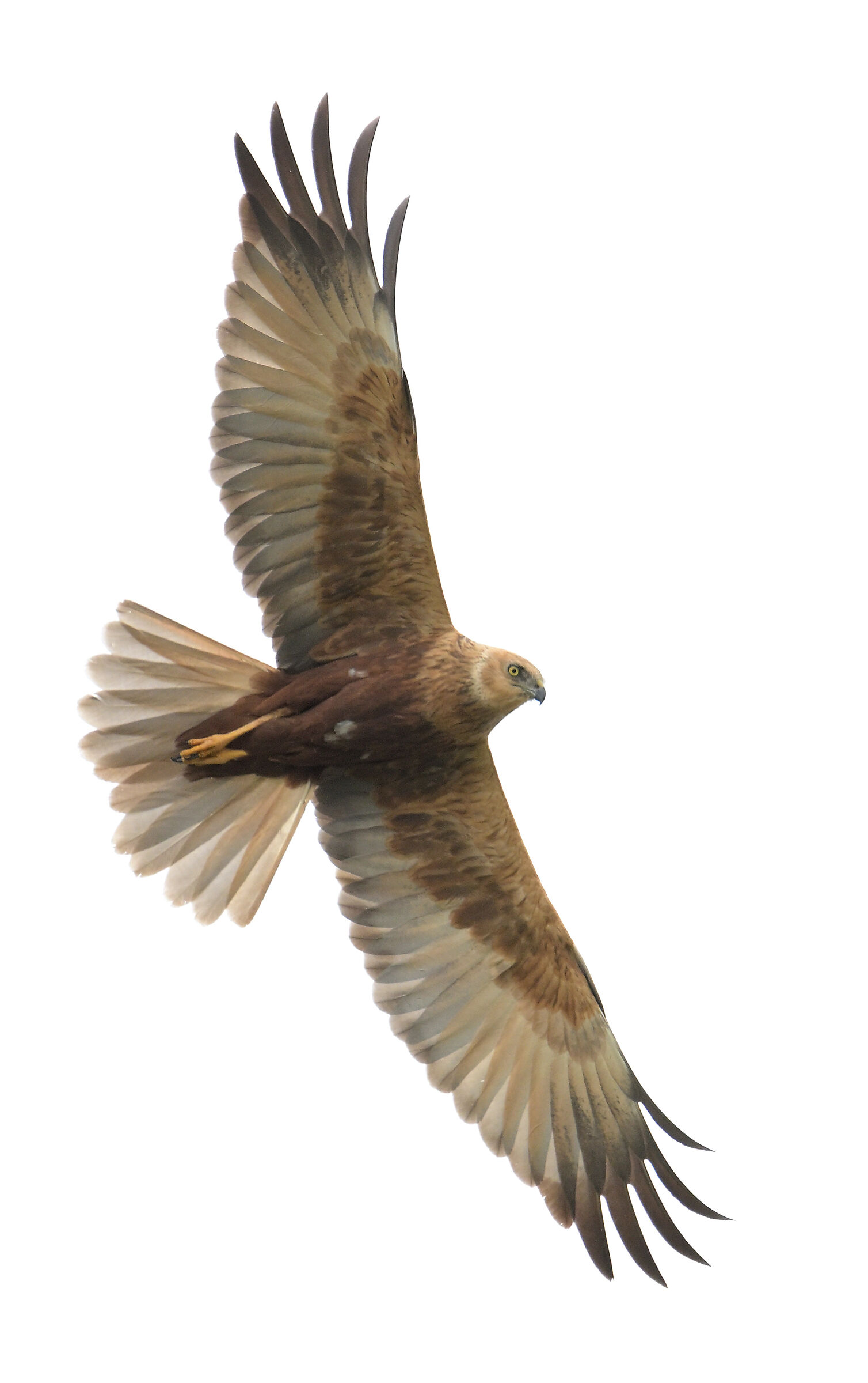 Male Marsh Harrier