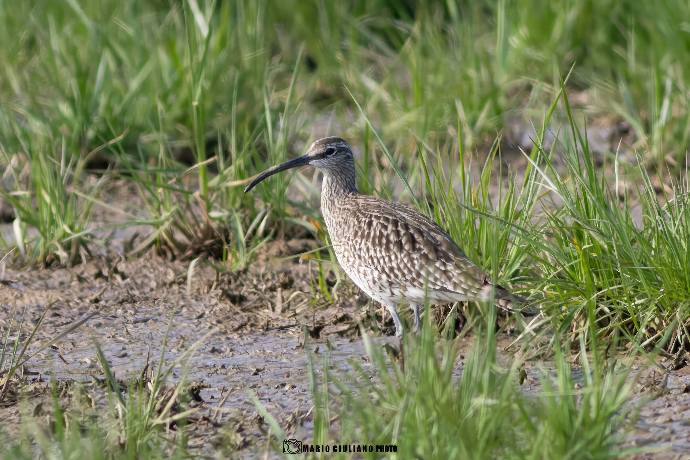 Whimbrel