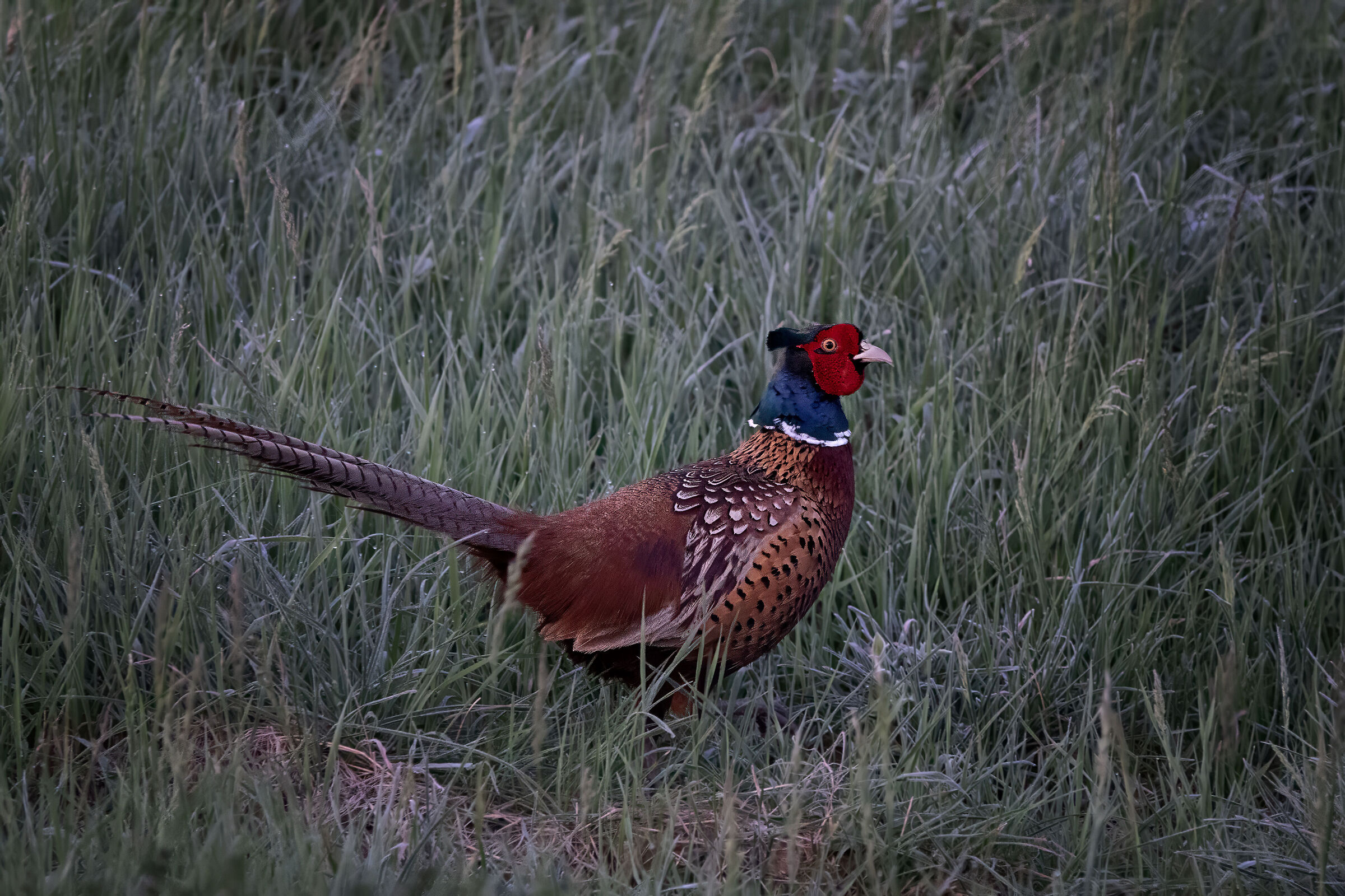 Fagiano alle prime luci del mattino