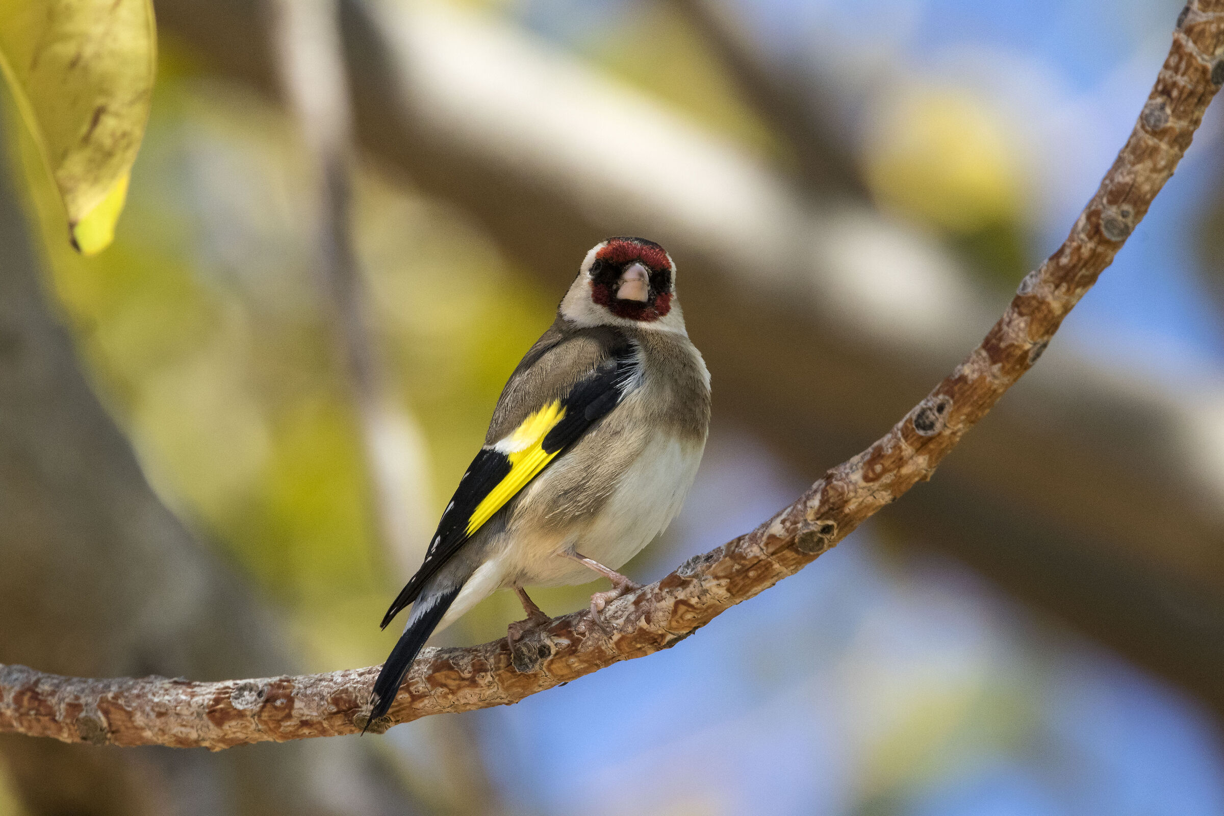 Goldfinch