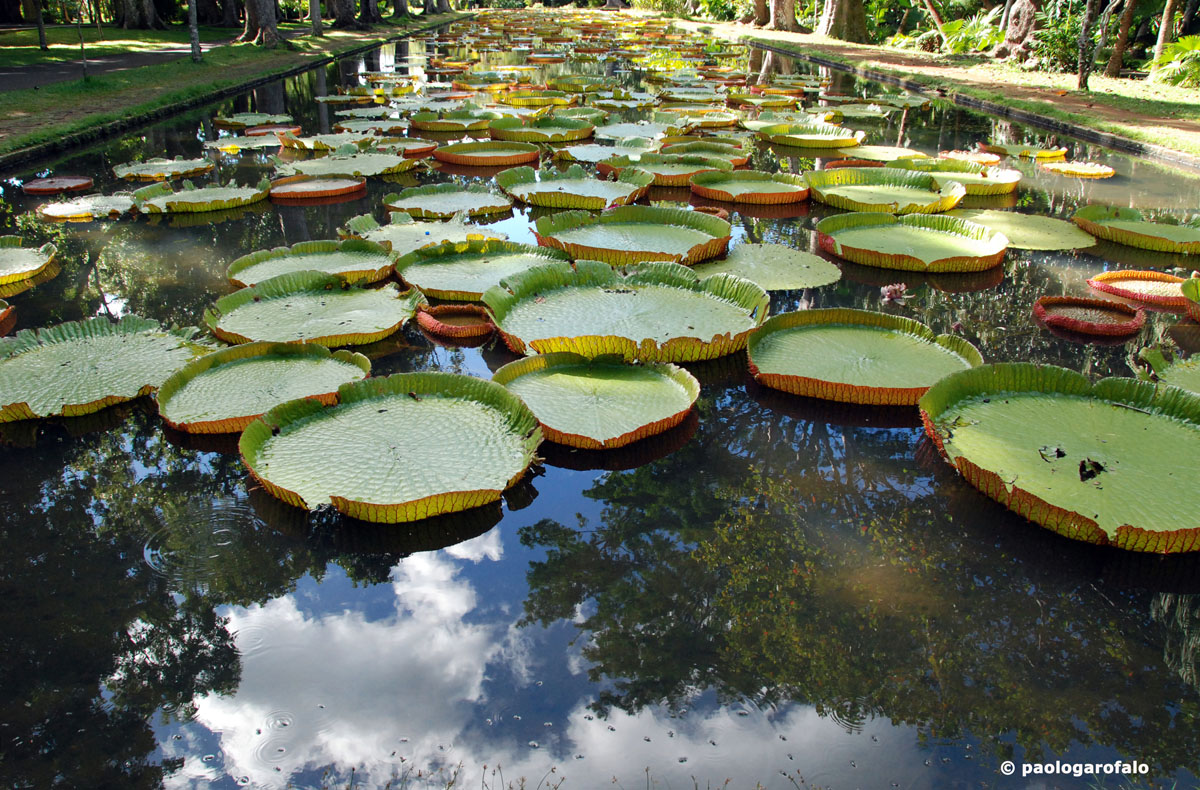 Royal Botanical Gardens Pamplemousses