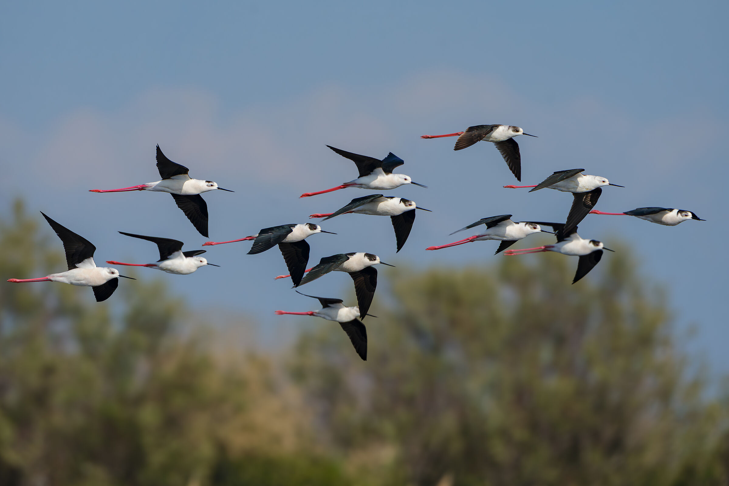 La migrazione dei Cavalieri d'Italia