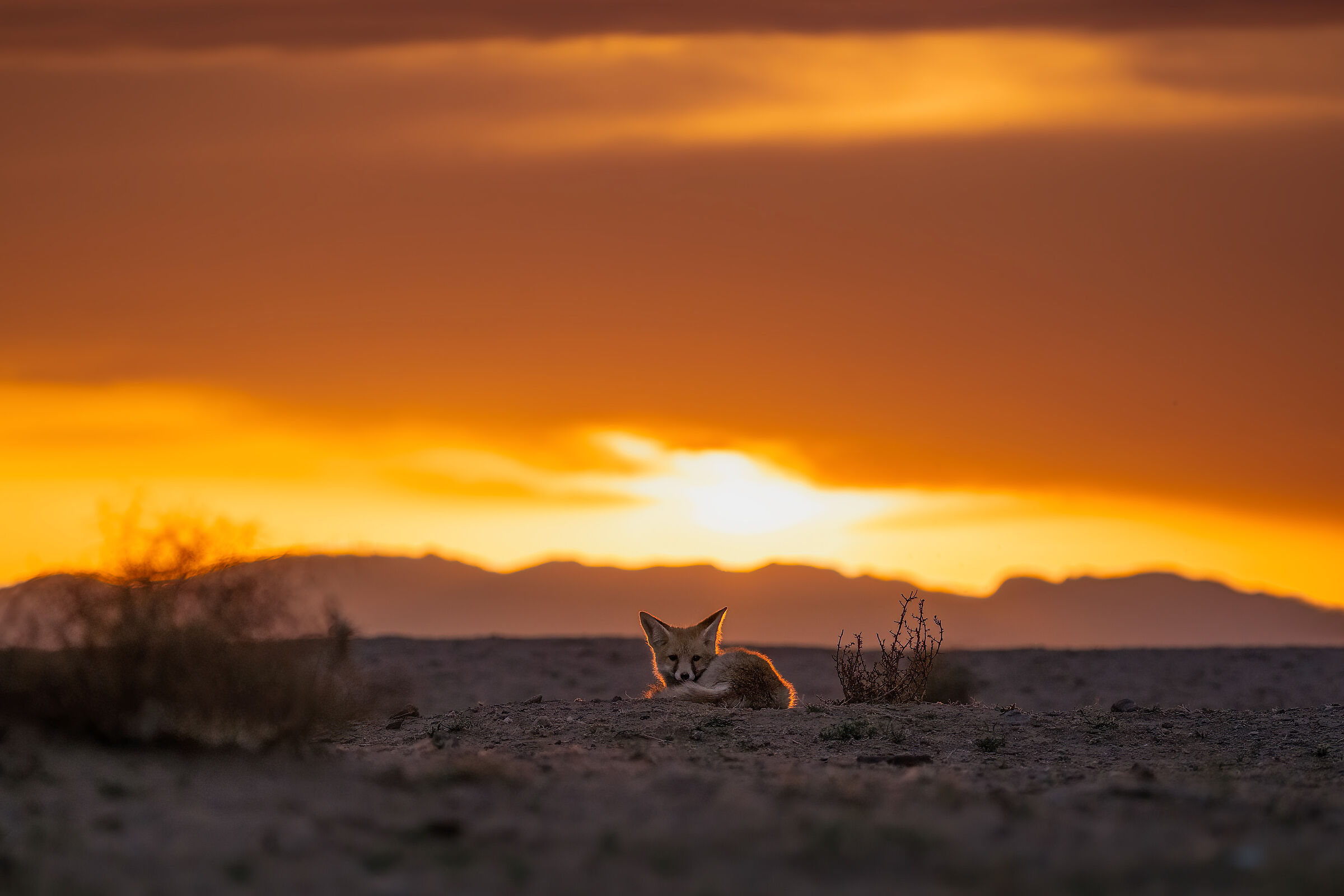 Fox