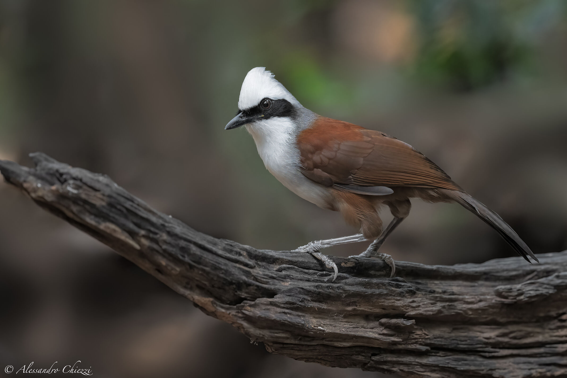 White-tufted garrulous