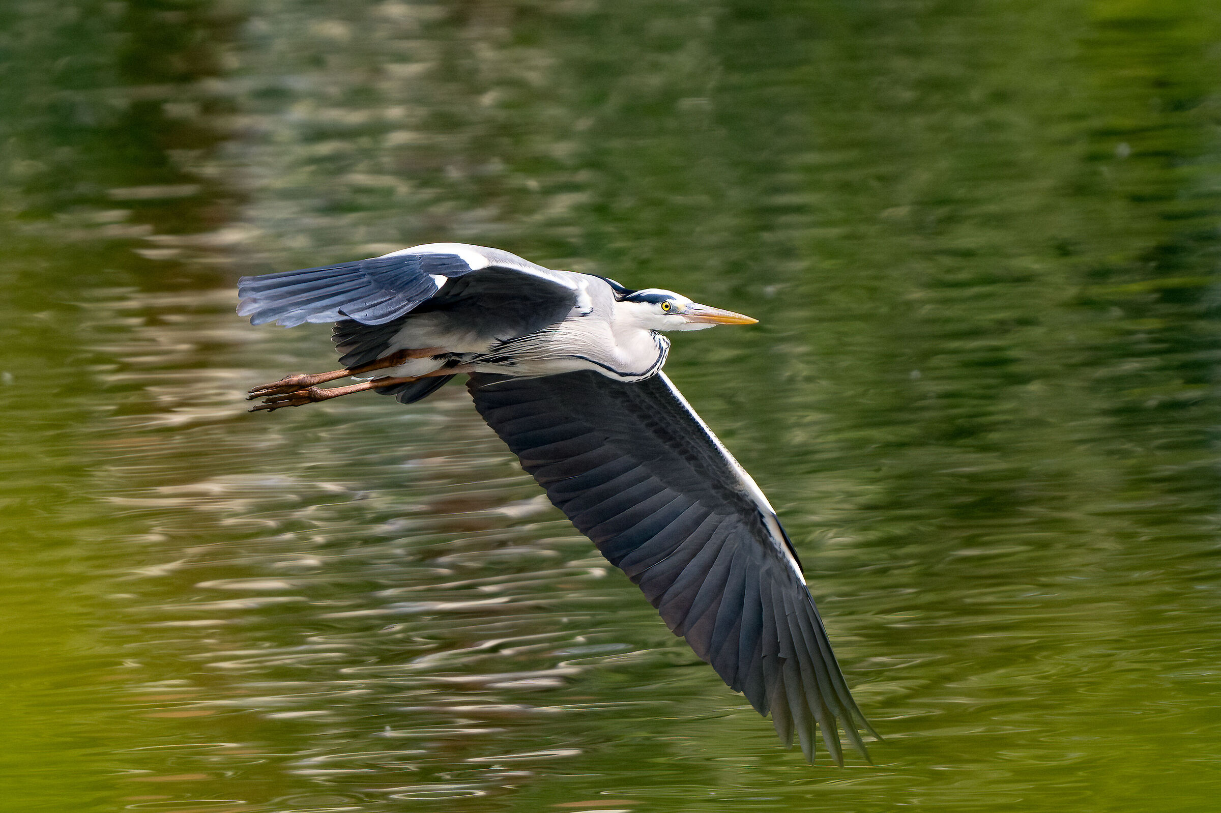 Grey heron