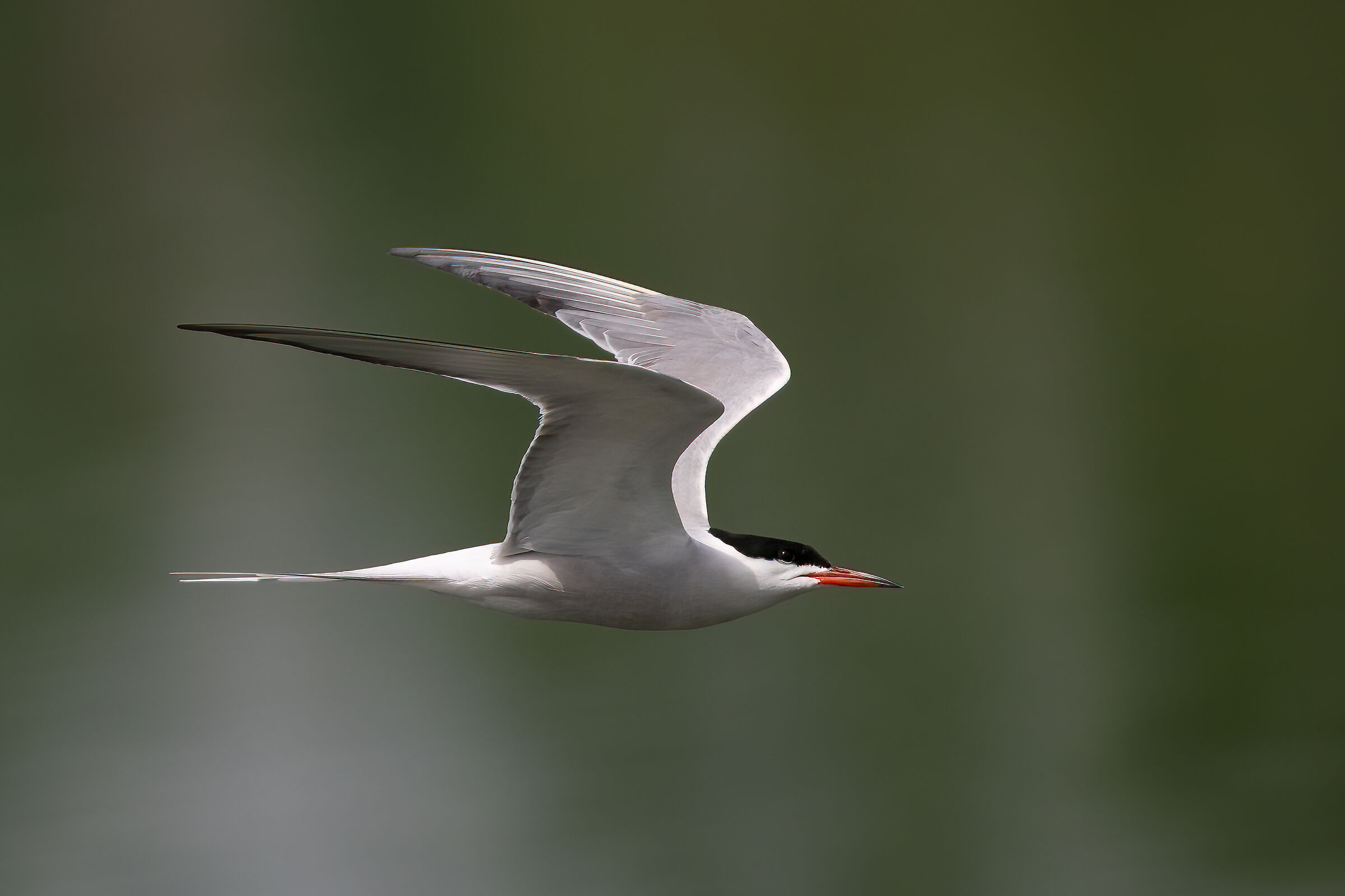 Tern