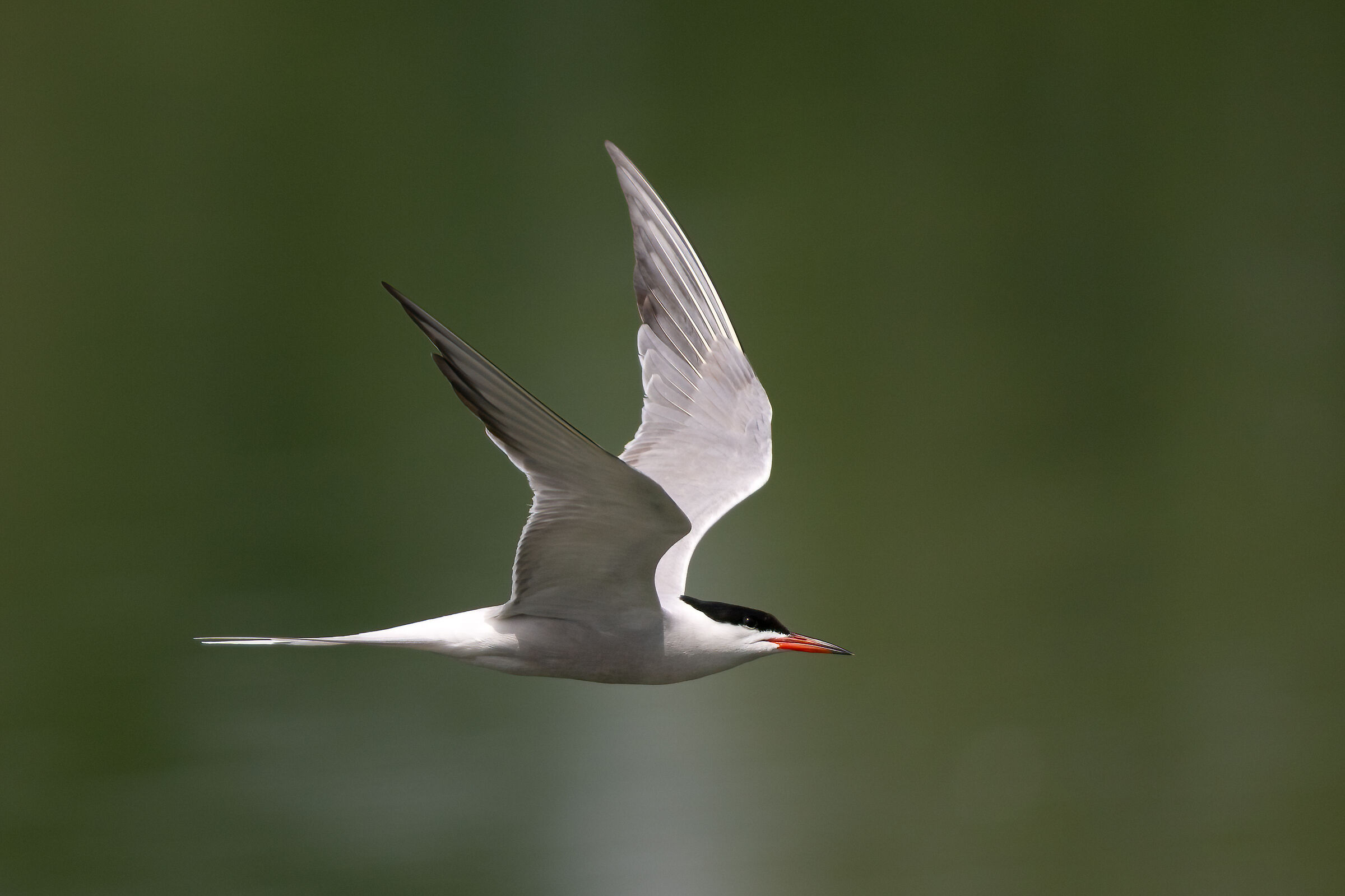 Tern