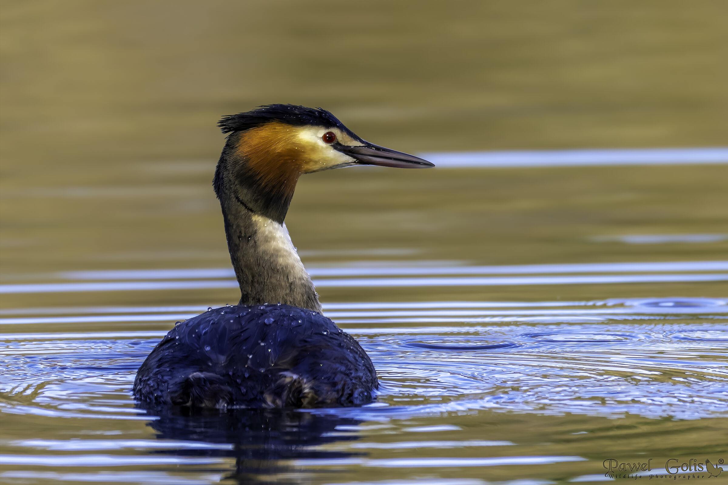 Great crested grebe (Podiceps cristatus)