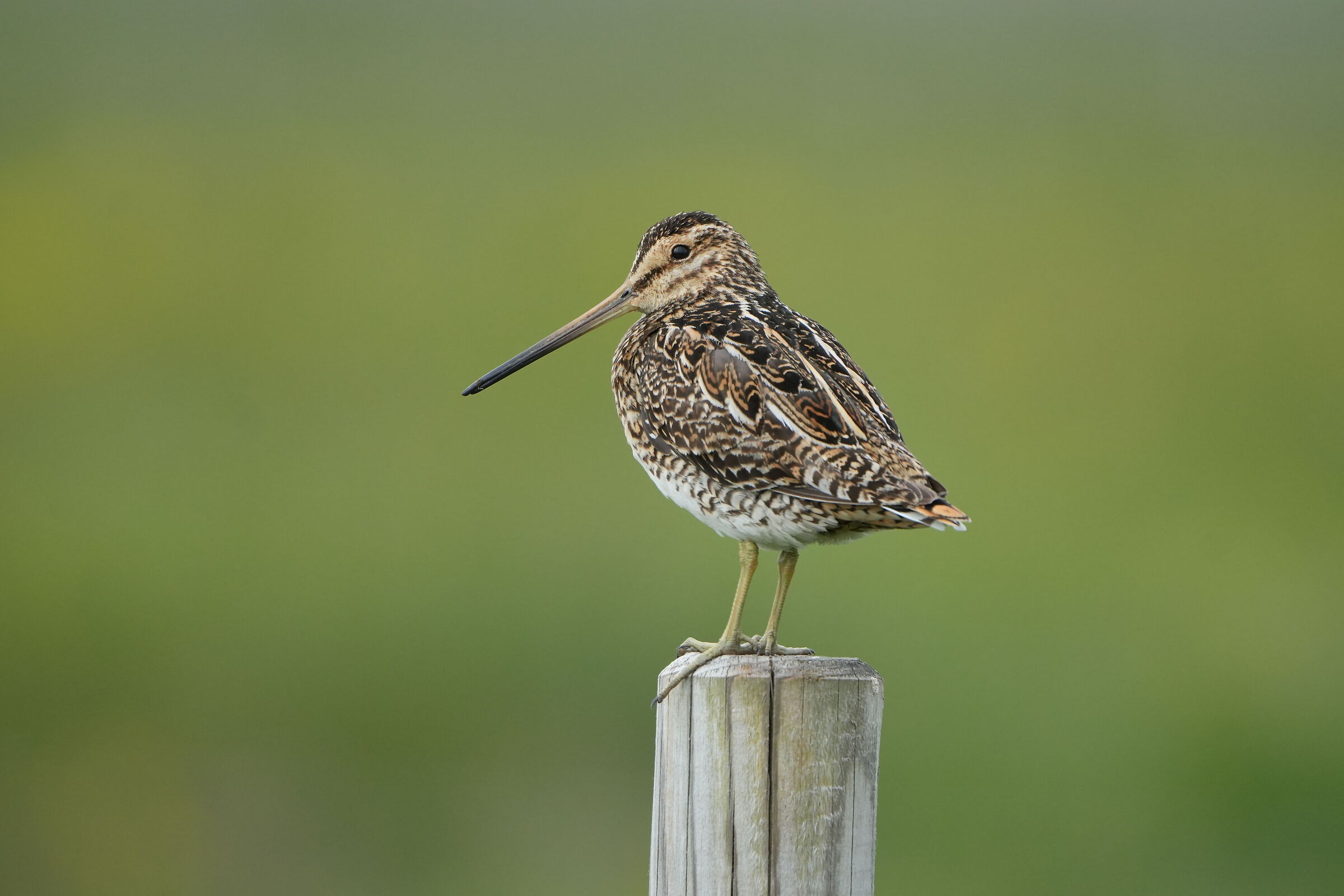 Snipe