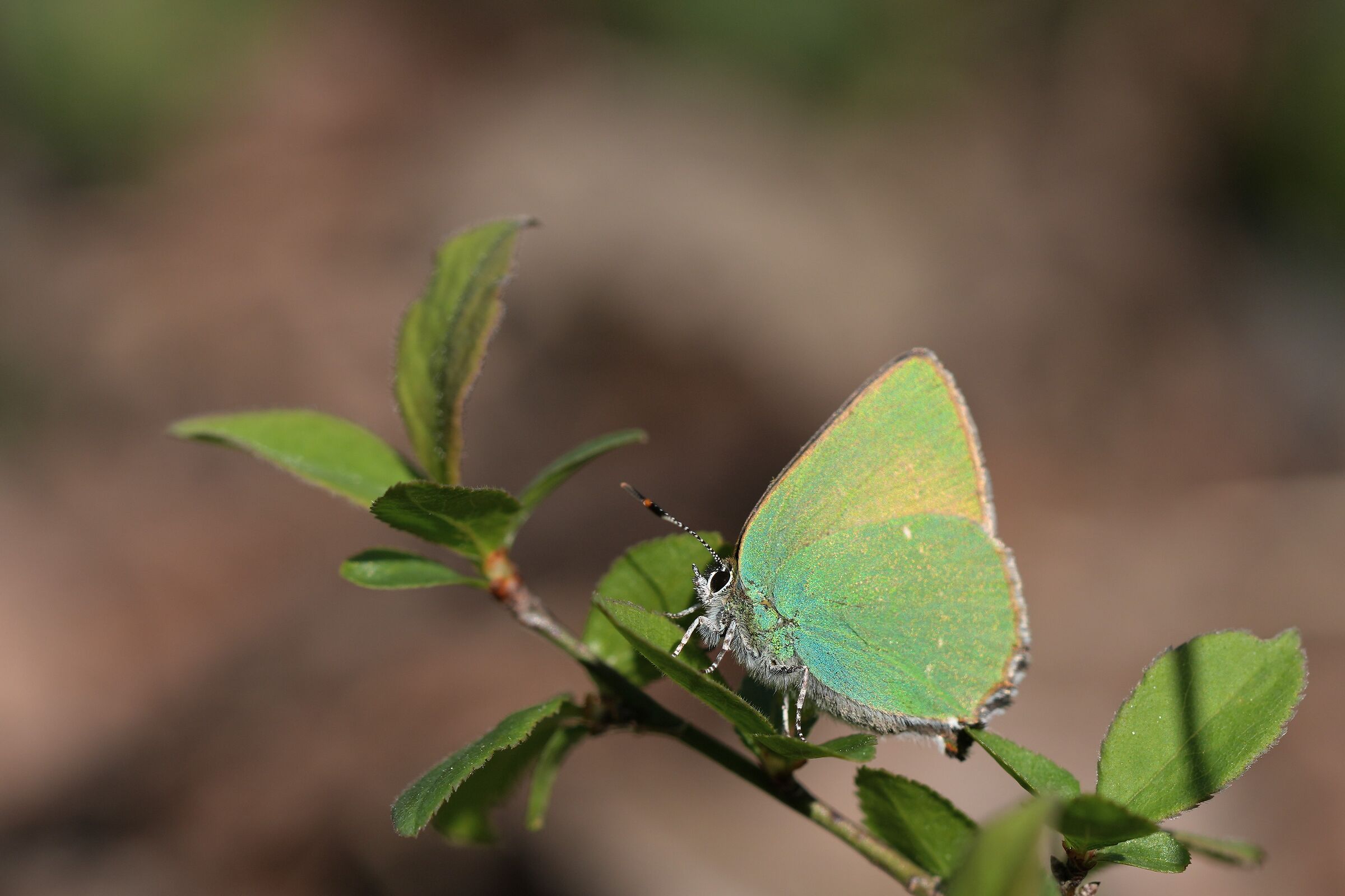 Callophrys rubi