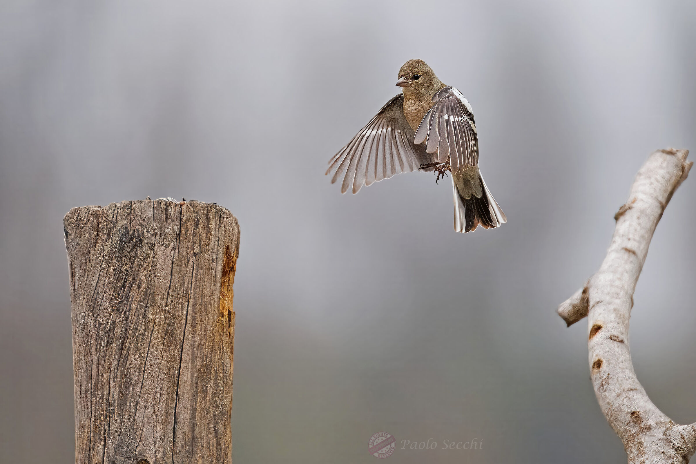 Chaffinch dance 5