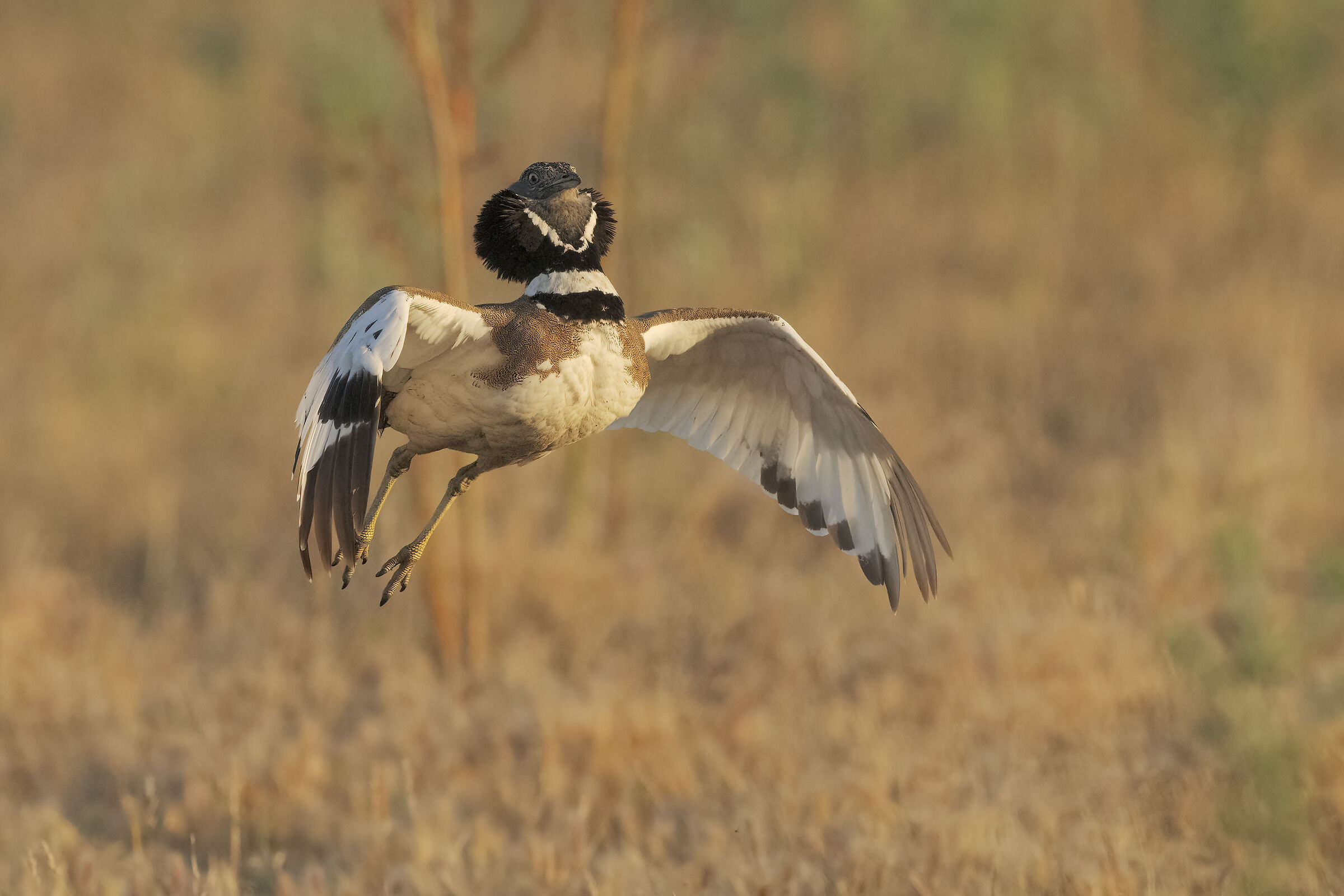la danza delle prataiole