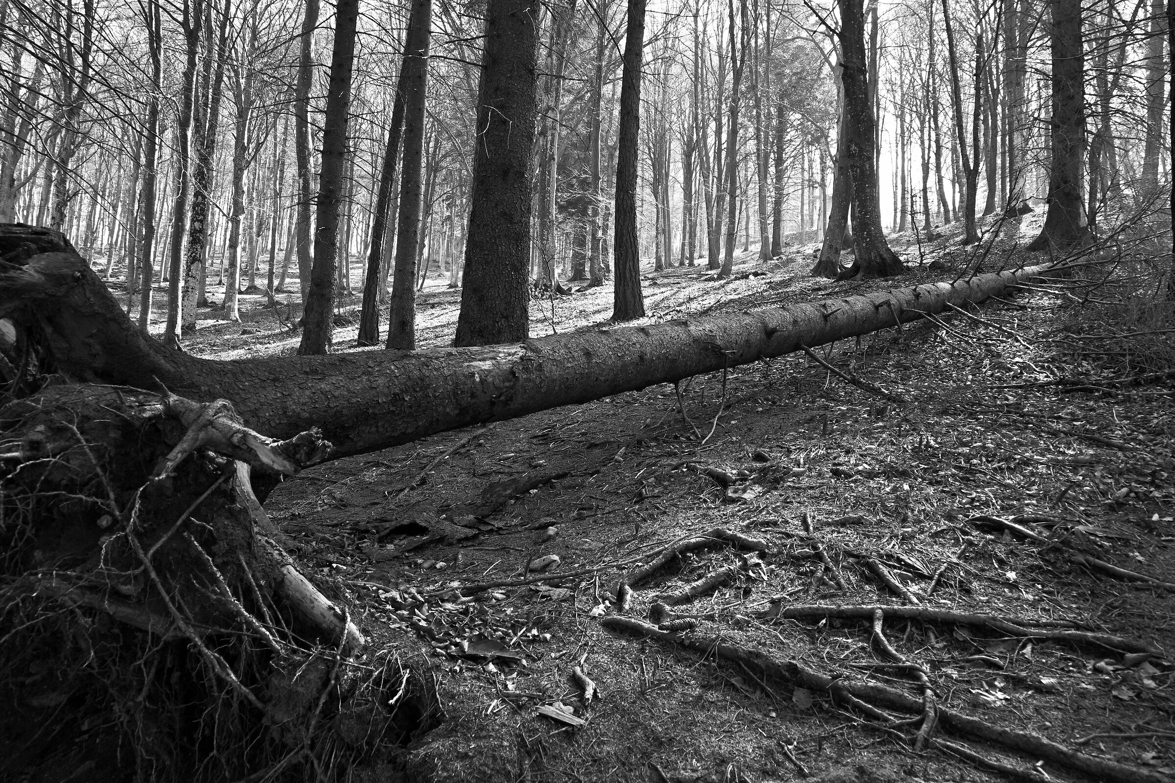 Alberi