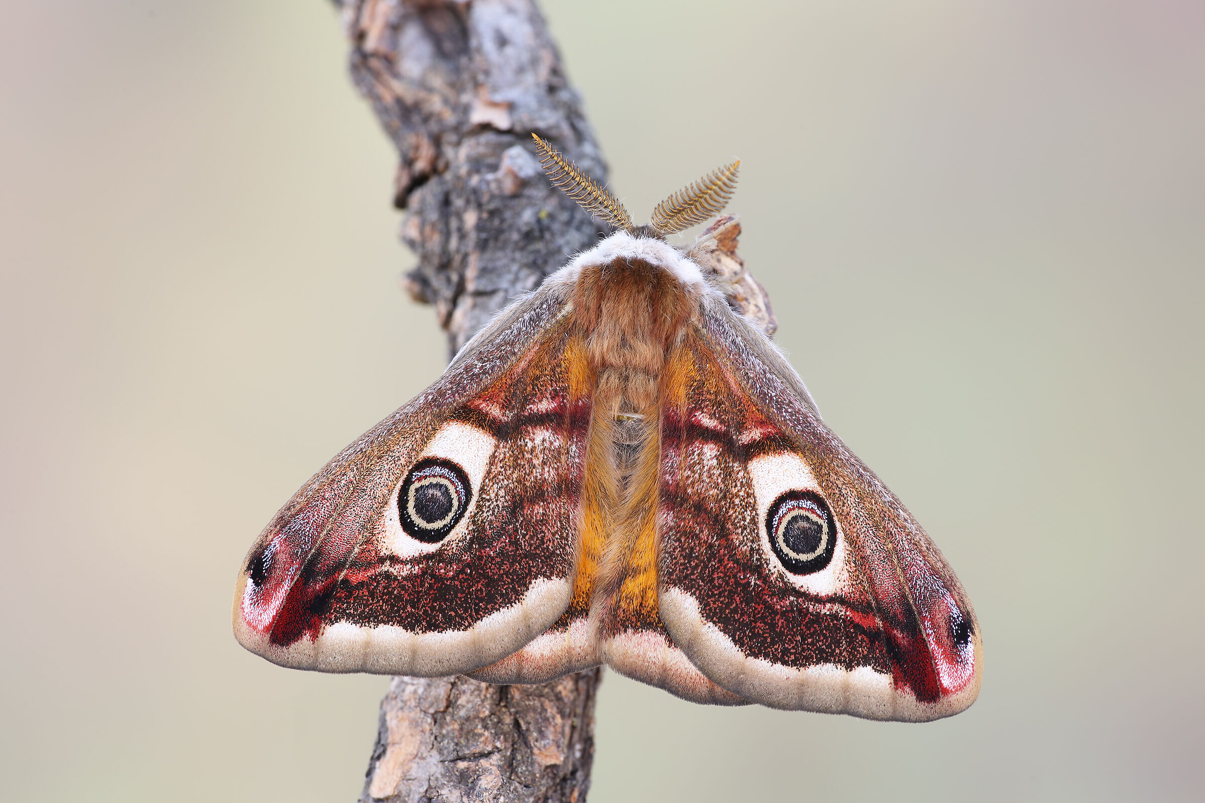 Saturnia pavioniella
