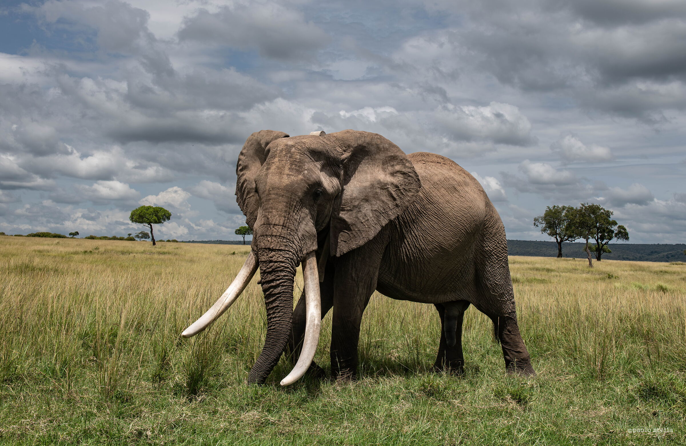 A Big Tusker