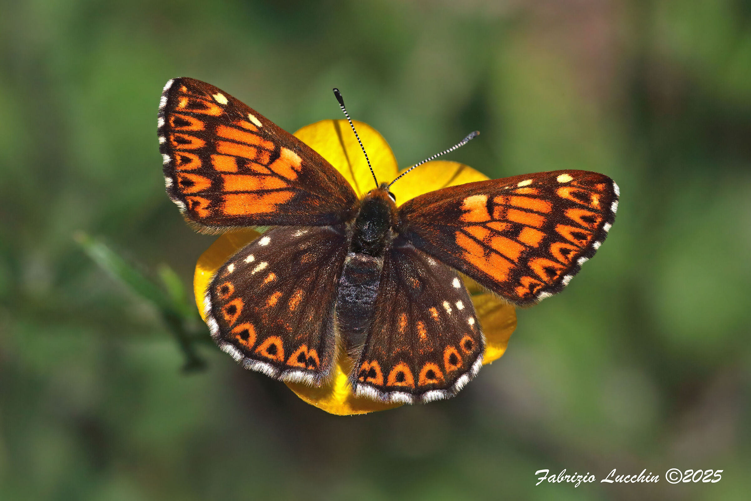 Hamearis lucina (esemplare femmina)