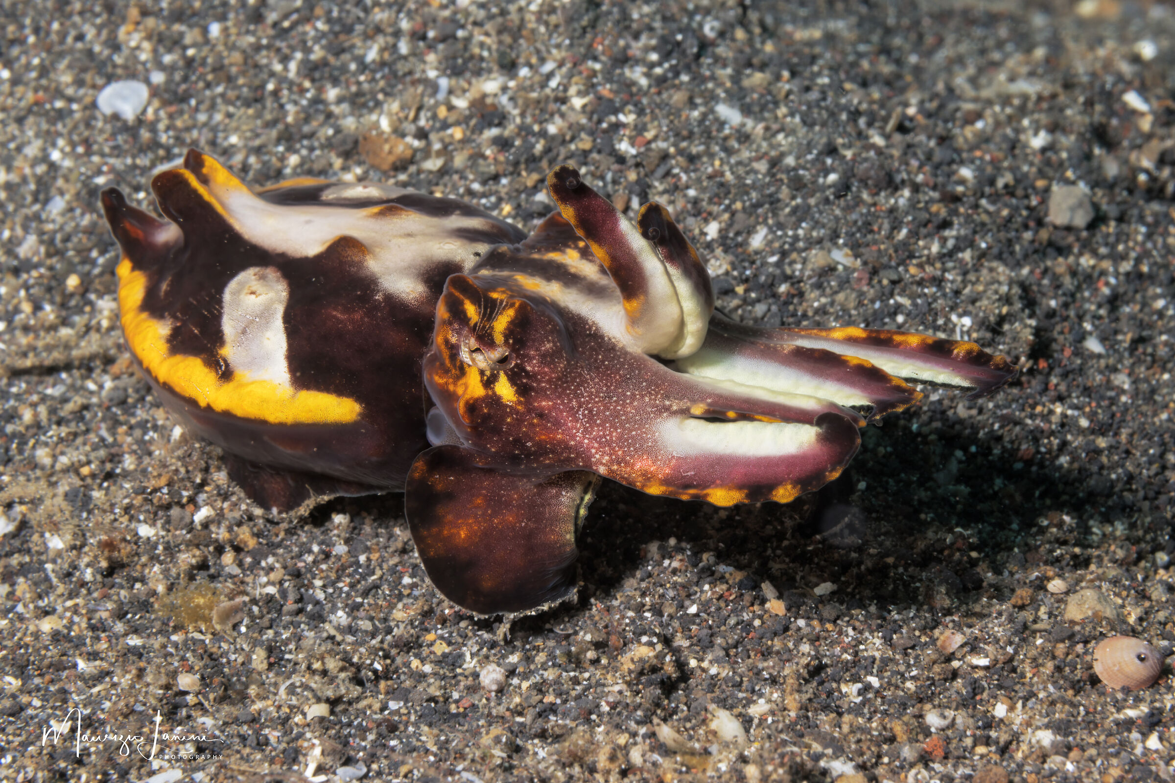 Seppia fiammeggiante di Pfeffer