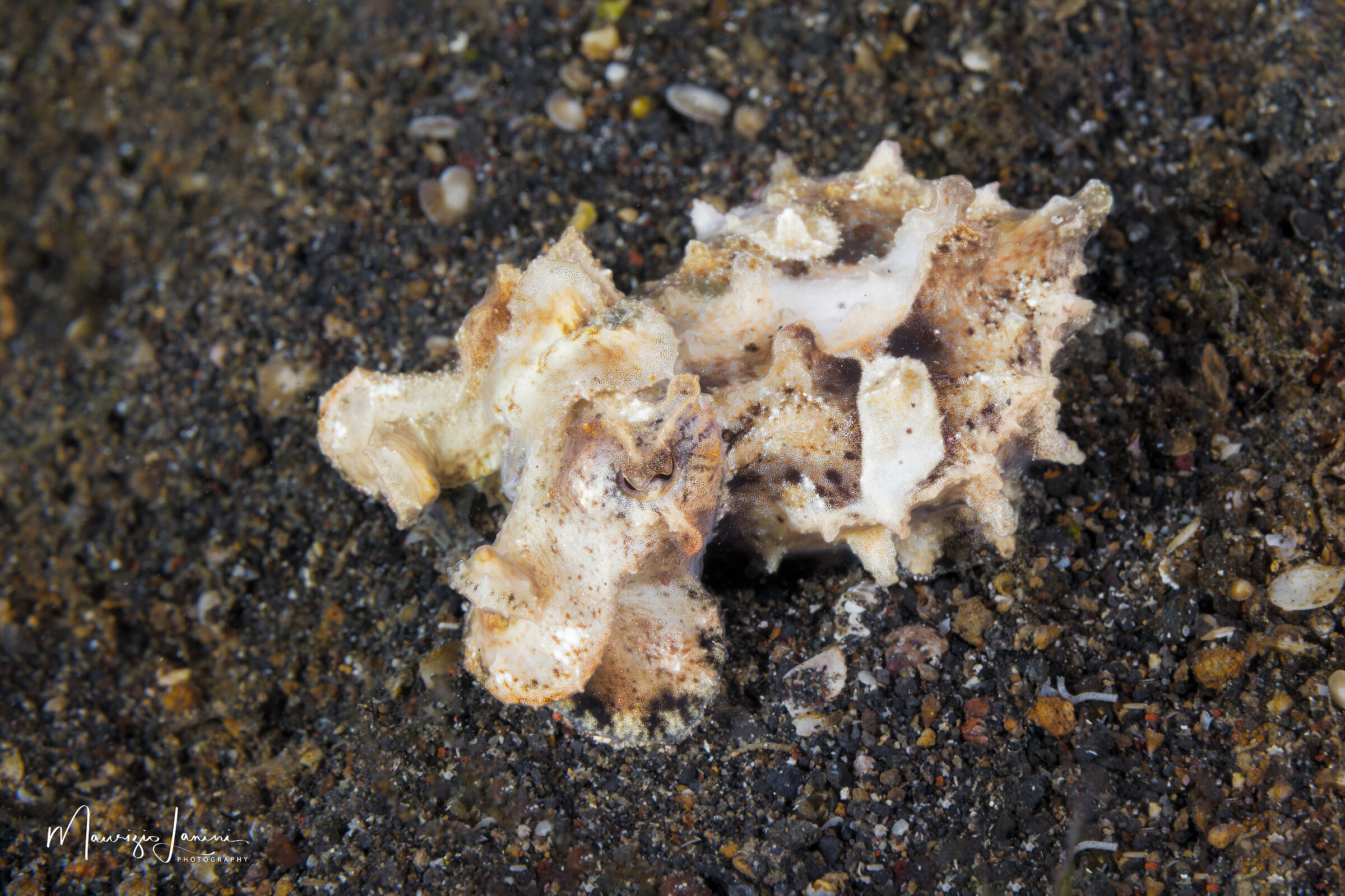 Pfeffer's flaming sepia