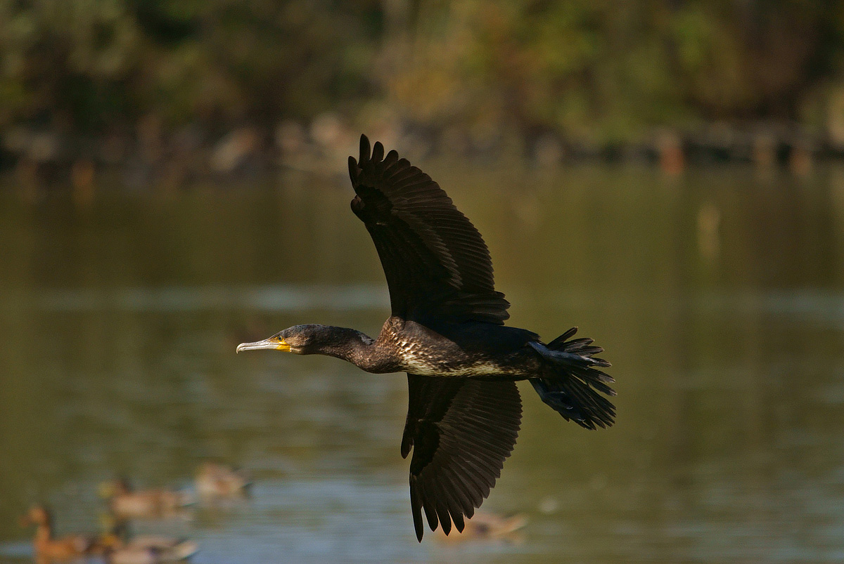 Cormorano