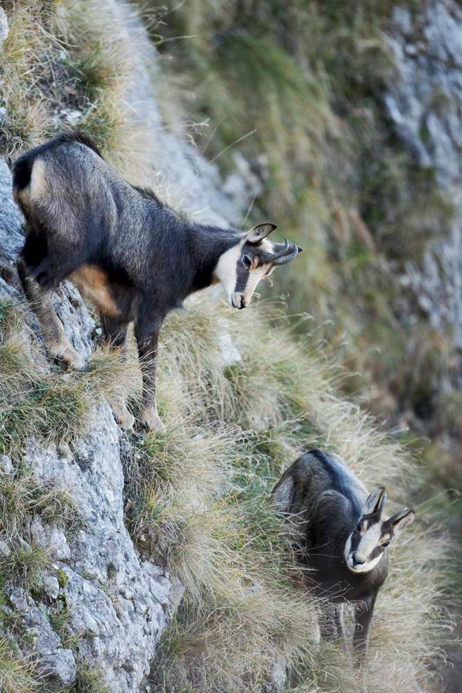 Chamois