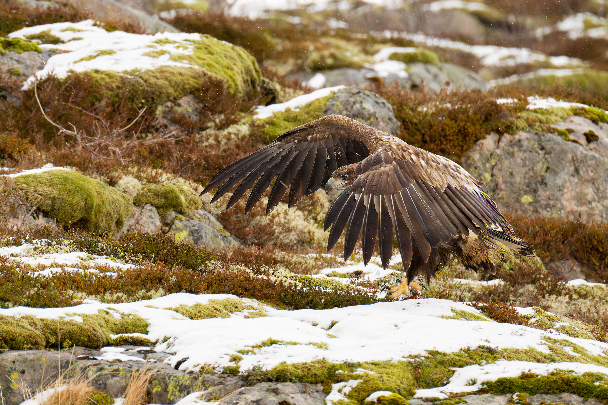 Haliaeetus albicilla