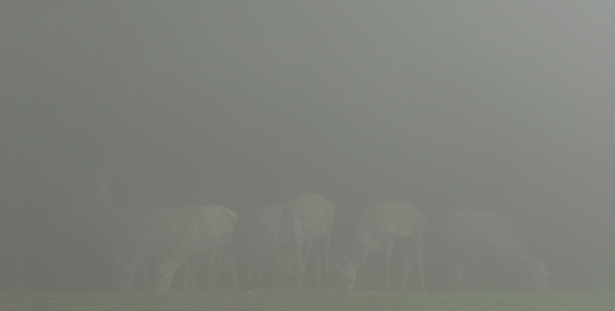 Herd of deer in the clouds