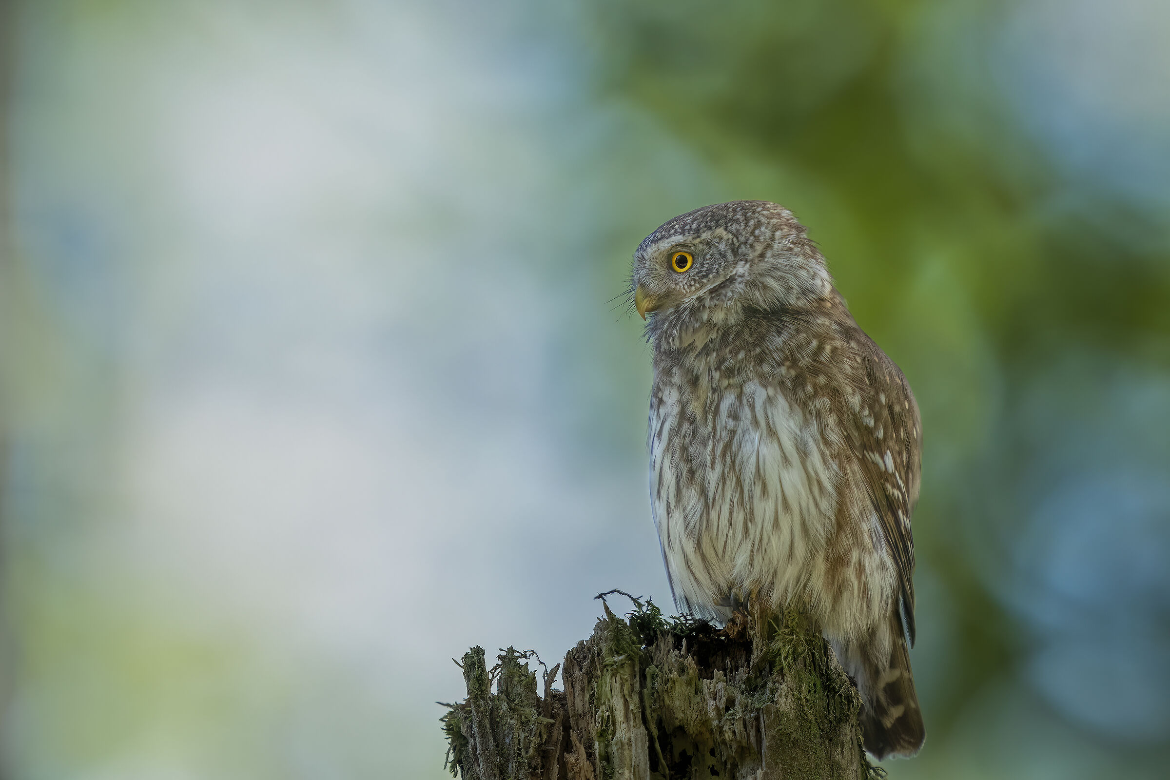 Dwarf Owl . Slovenia