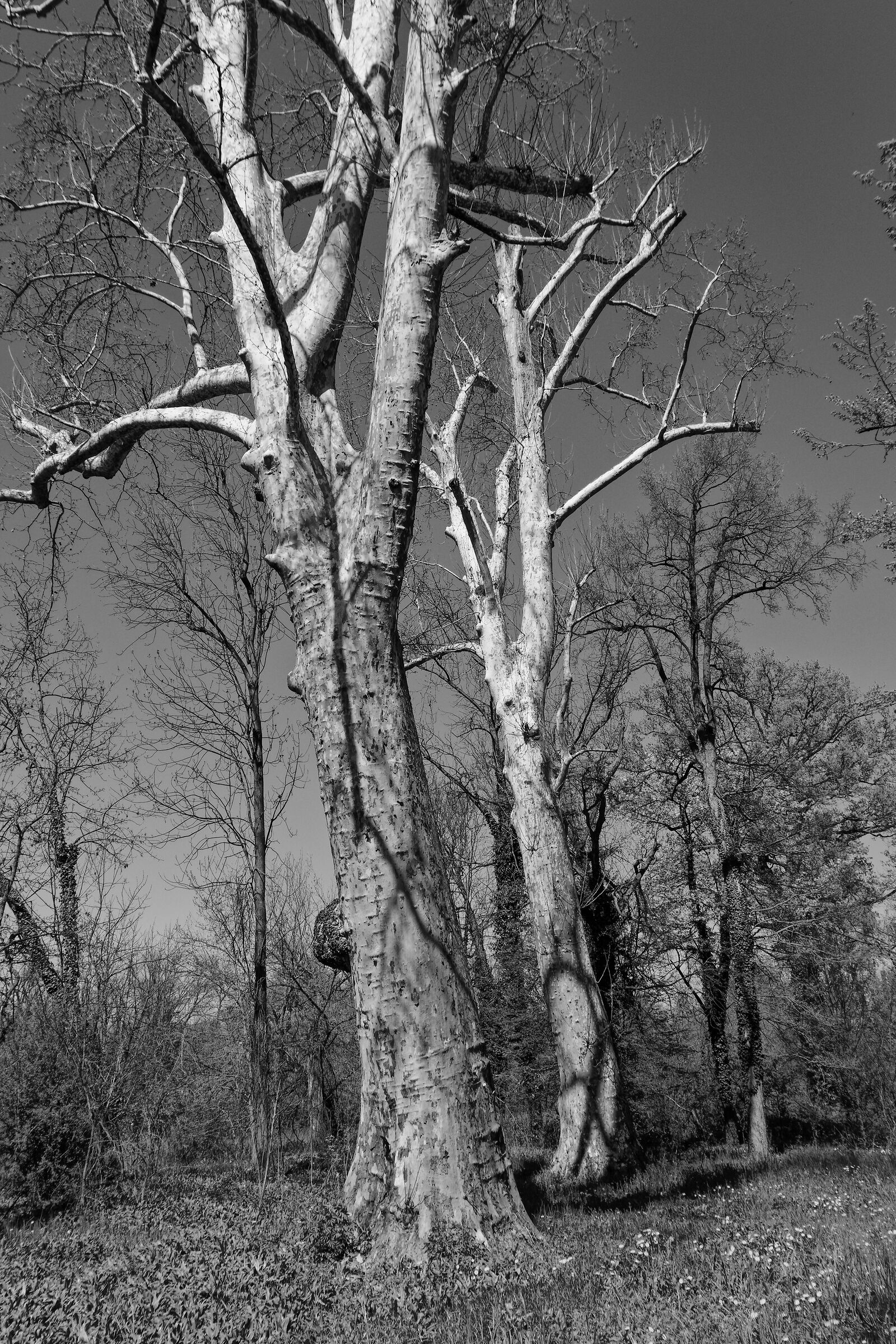 Forest #2