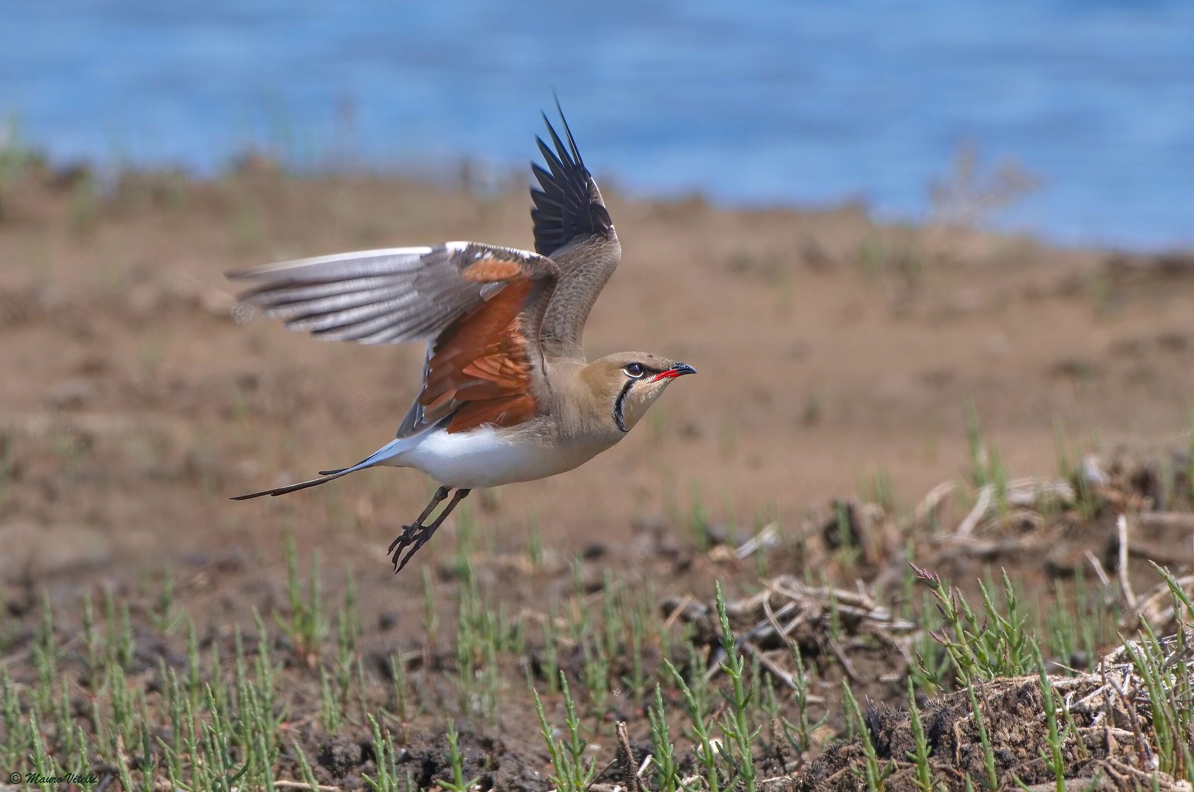 Sea partridge (Glareola pratincola)