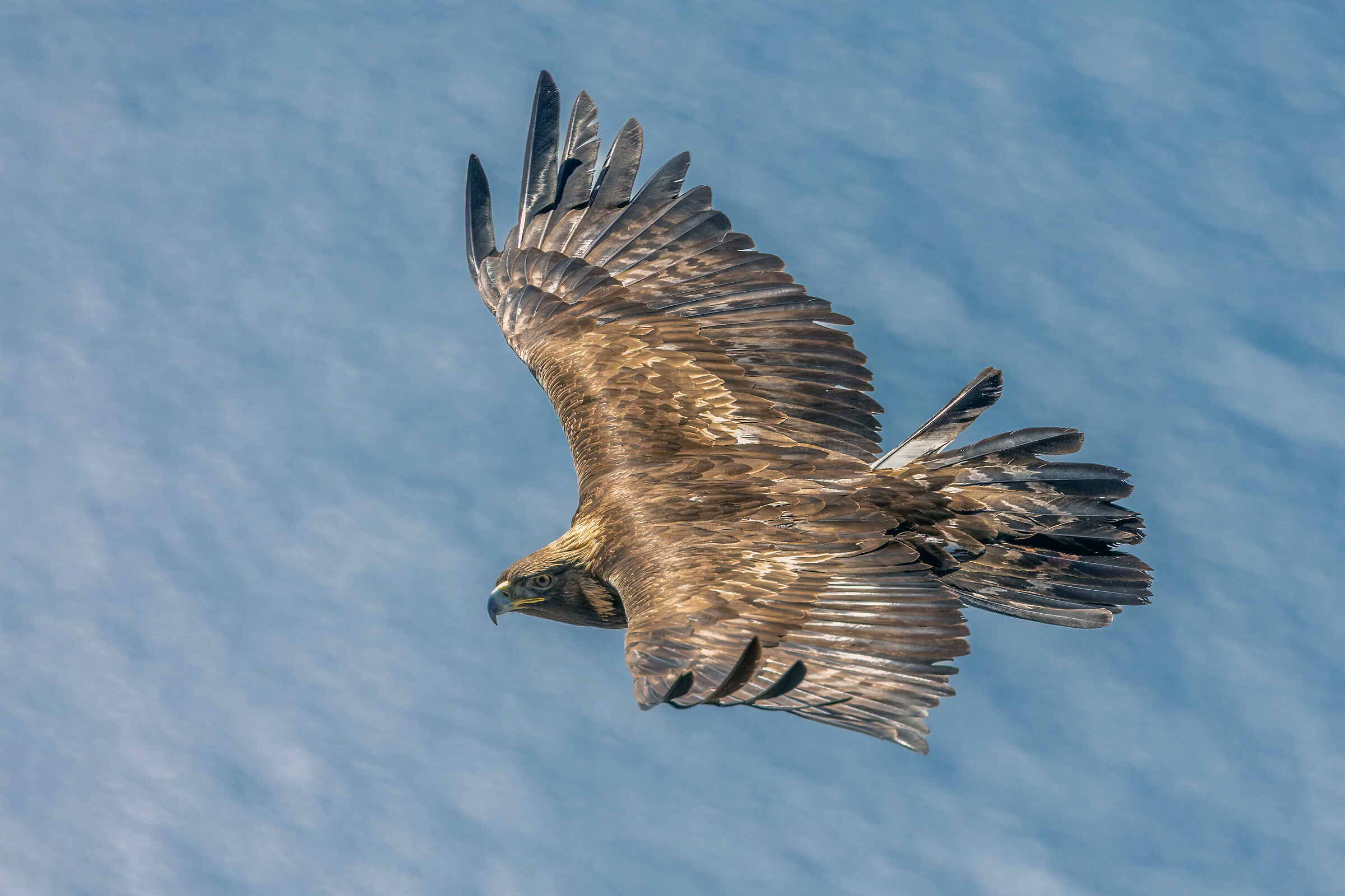 Aquila Reale