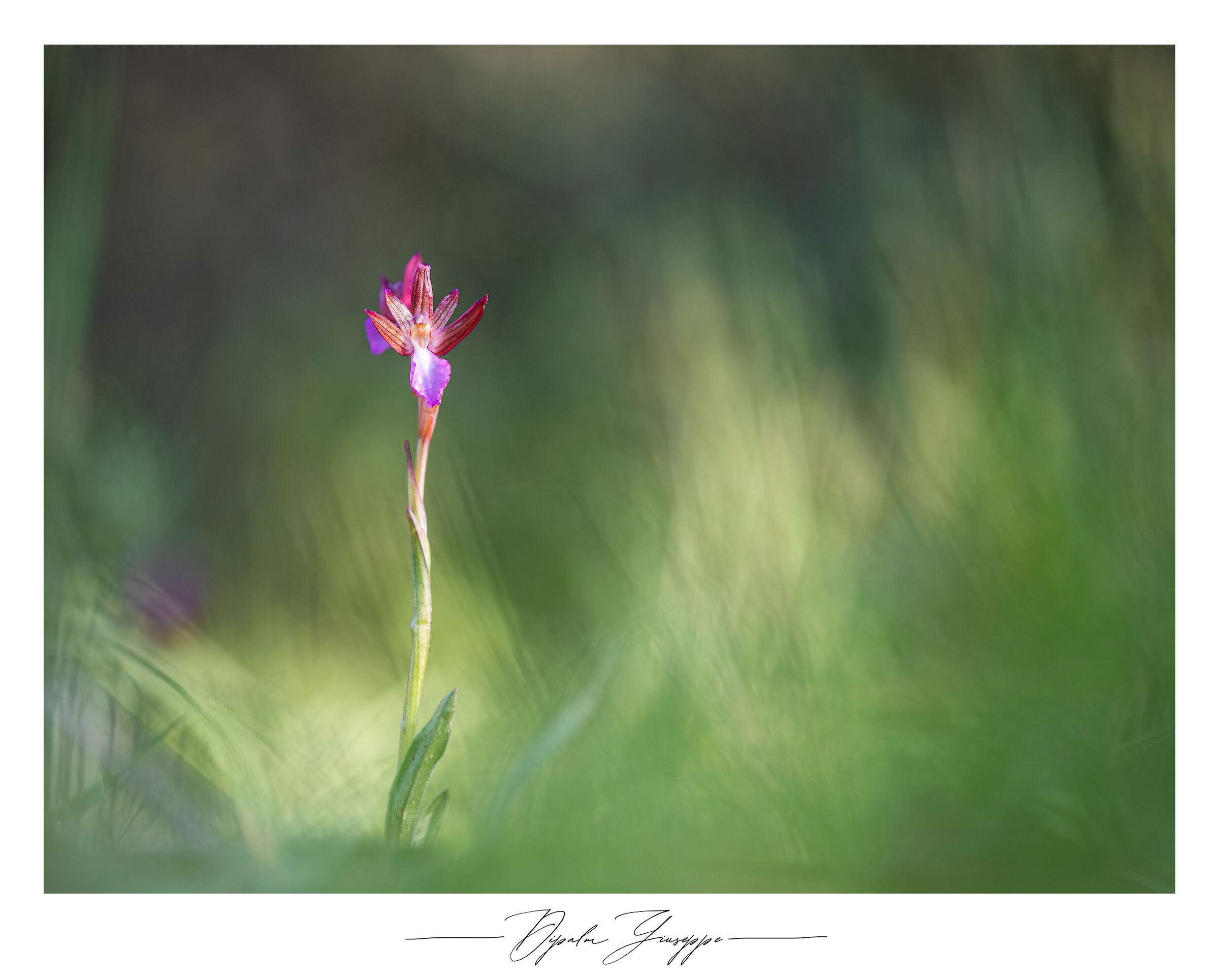Anacamptis papilionacea 2