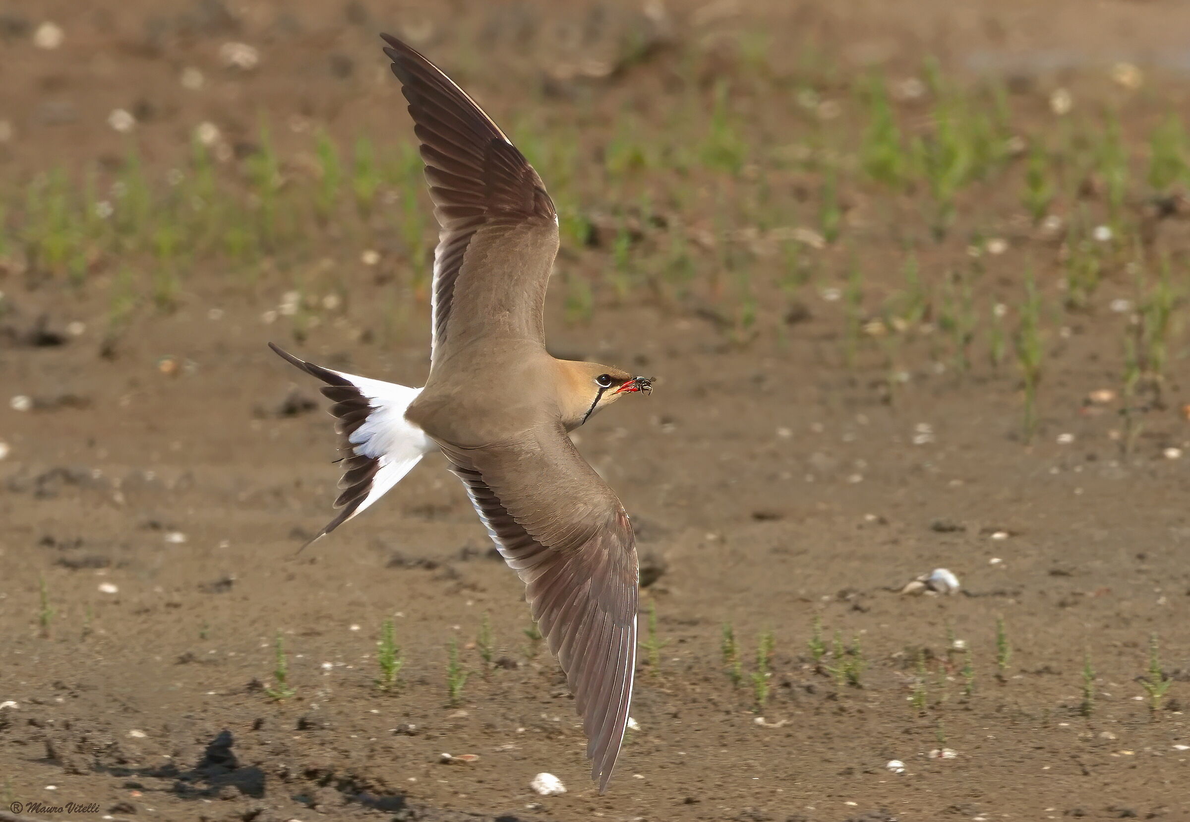 Partridge with insect in its beak