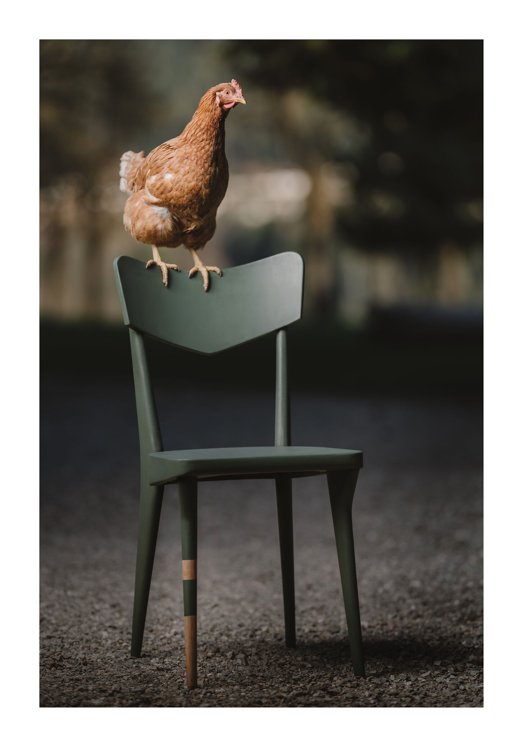 Gallina rossa e sedia verde