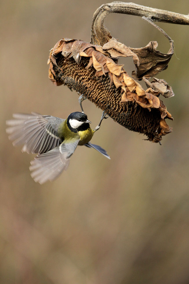 Great Tit