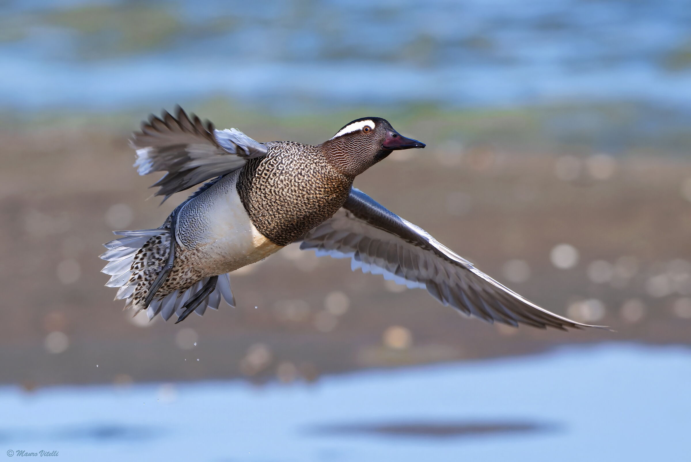 Garganey (Anas Querquedula)